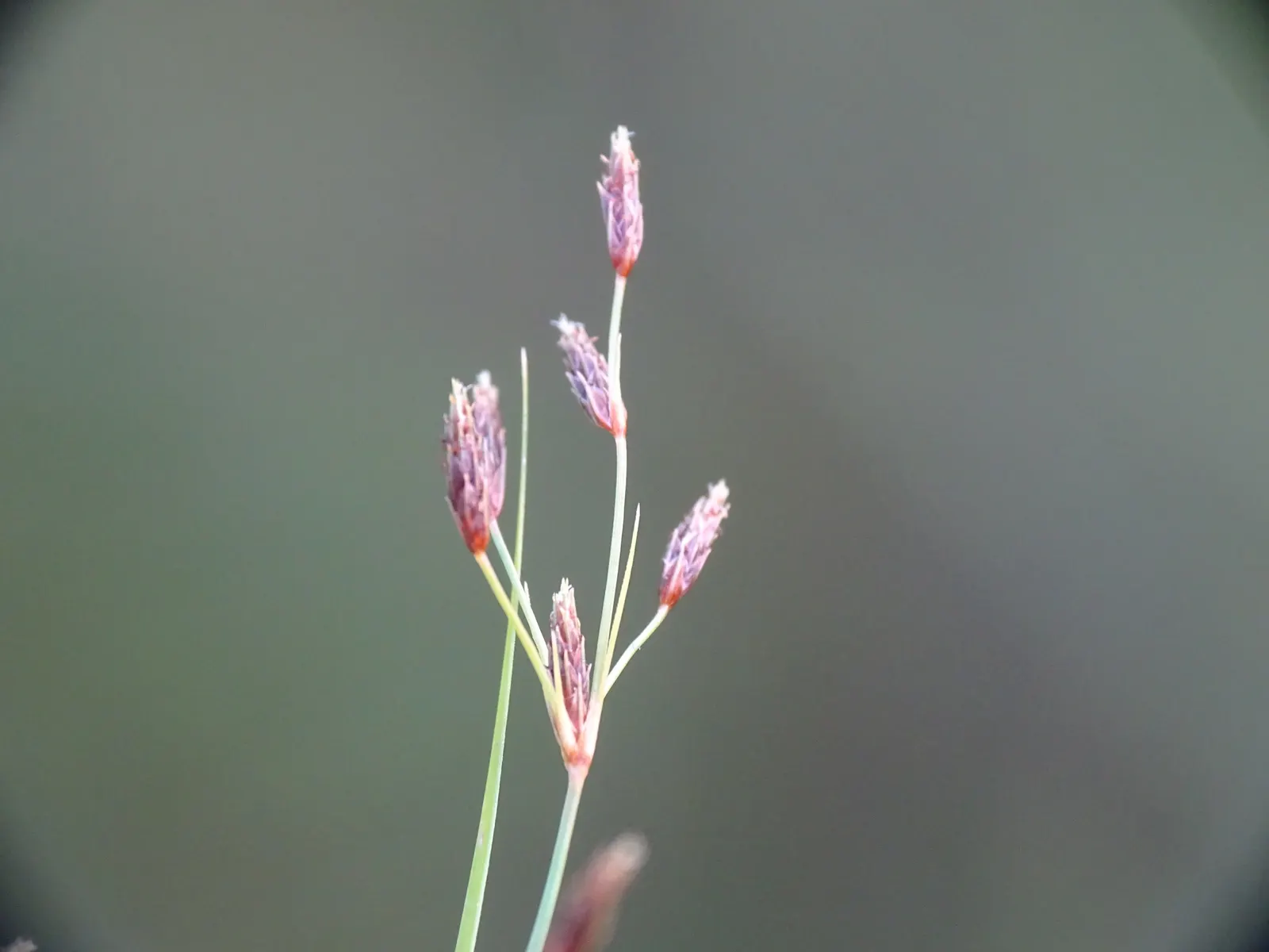 Slender Sedge (Carex Lasiocarpa) — Carex lasiocarpa maintains a narrow; slender Sedge (Carex lasiocarpa) shines in wetland aesthetics, image 124
