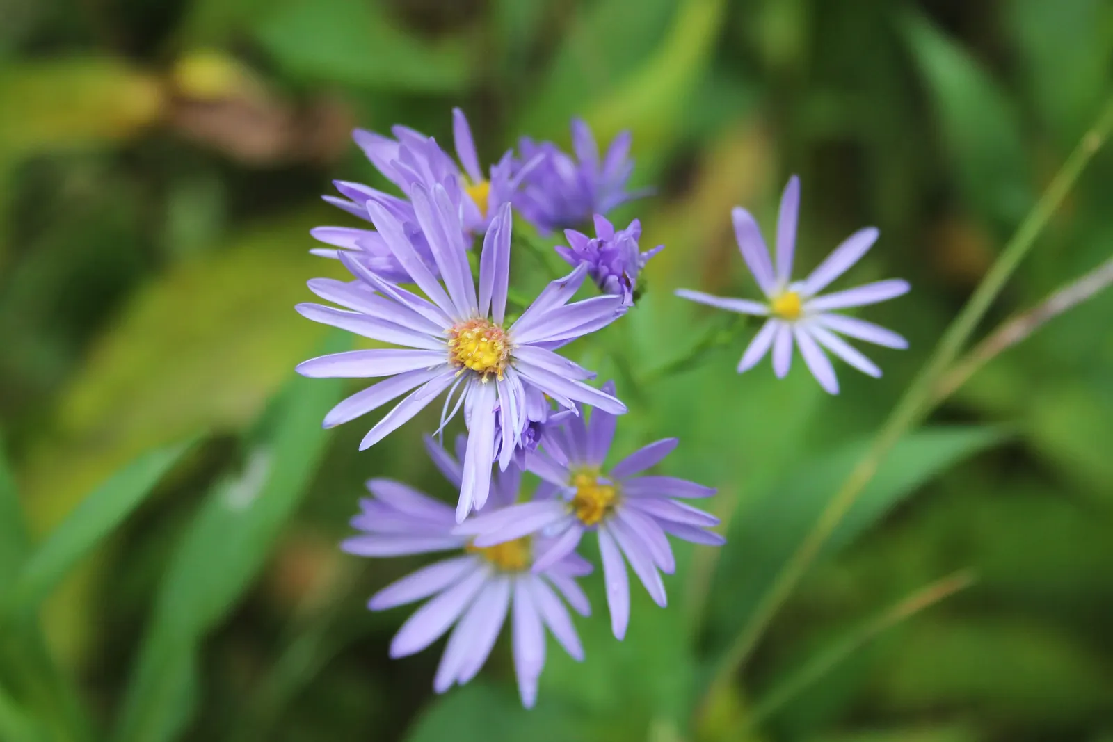 New England Aster (Symphyotrichum novae-angliae 'Purple Delight') — Generally growing 3 to 6 feet tall and 2 to 3 feet wide