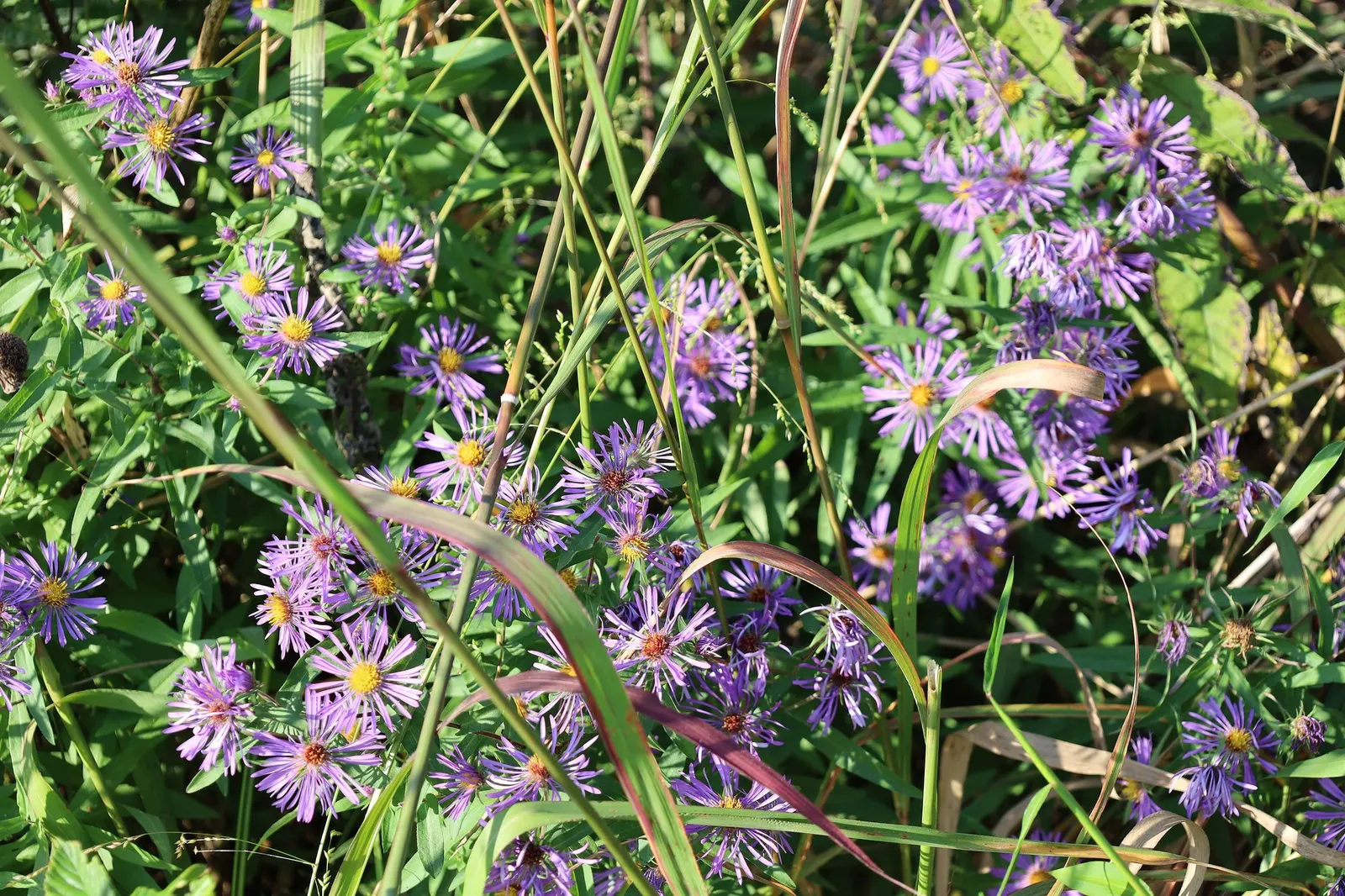 New England Aster (Symphyotrichum novae-angliae 'Purple Delight') — Distinguished by its lush