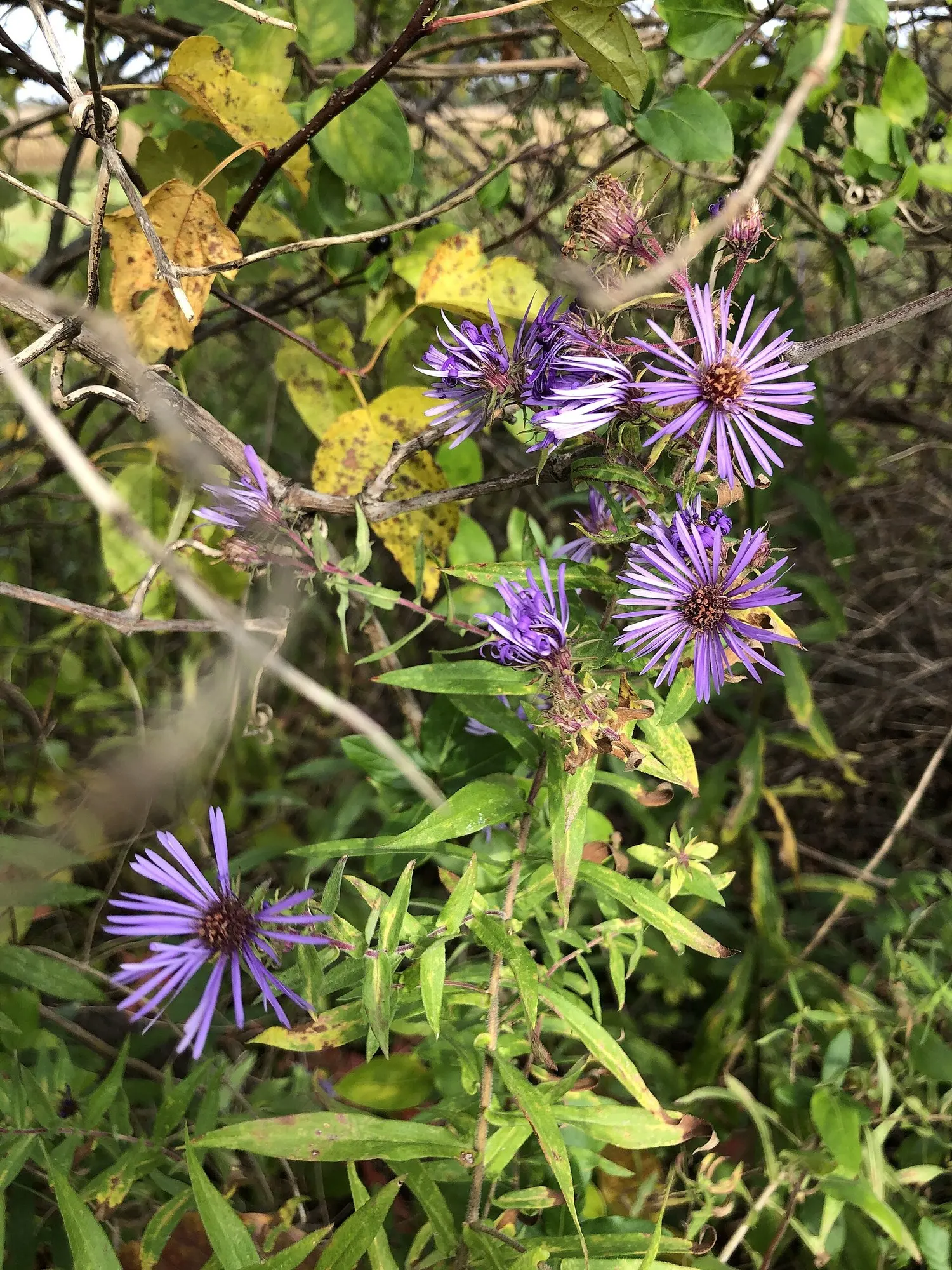 New England Aster (Symphyotrichum novae-angliae 'Purple Delight') — 'Purple Delight' demonstrates moderate drought tolerance