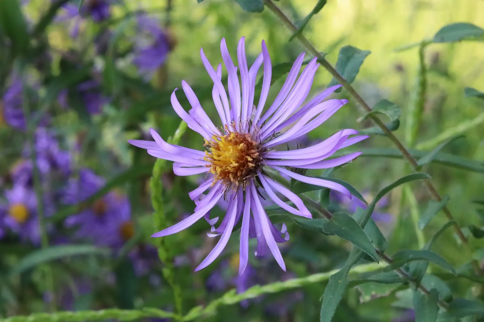 New England Aster (Symphyotrichum novae-angliae 'Purple Delight') — each head measures about 1.5 to 2 inches across