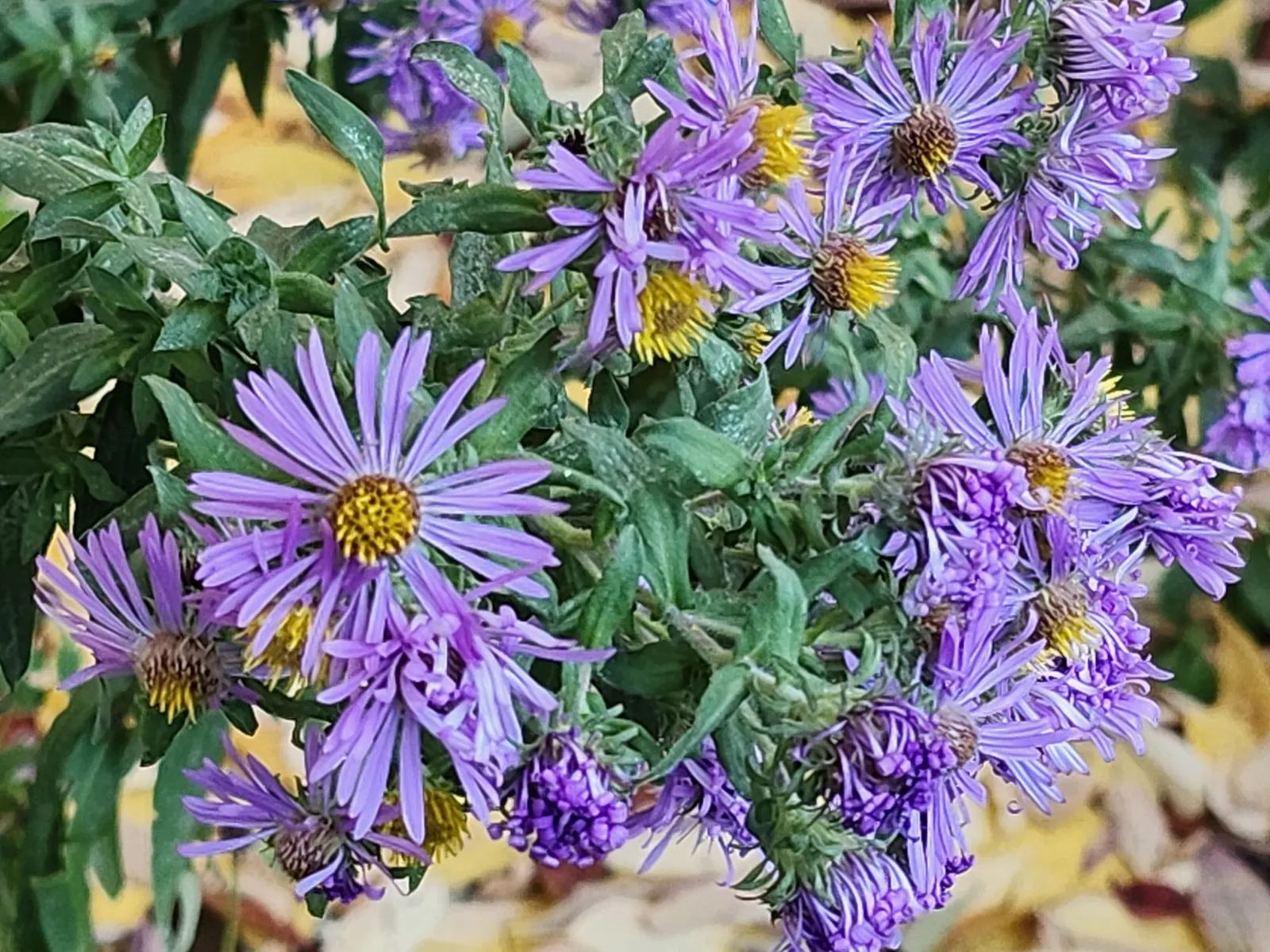 New England Aster (Symphyotrichum novae-angliae 'Purple Delight') — wildlife-friendly landscape