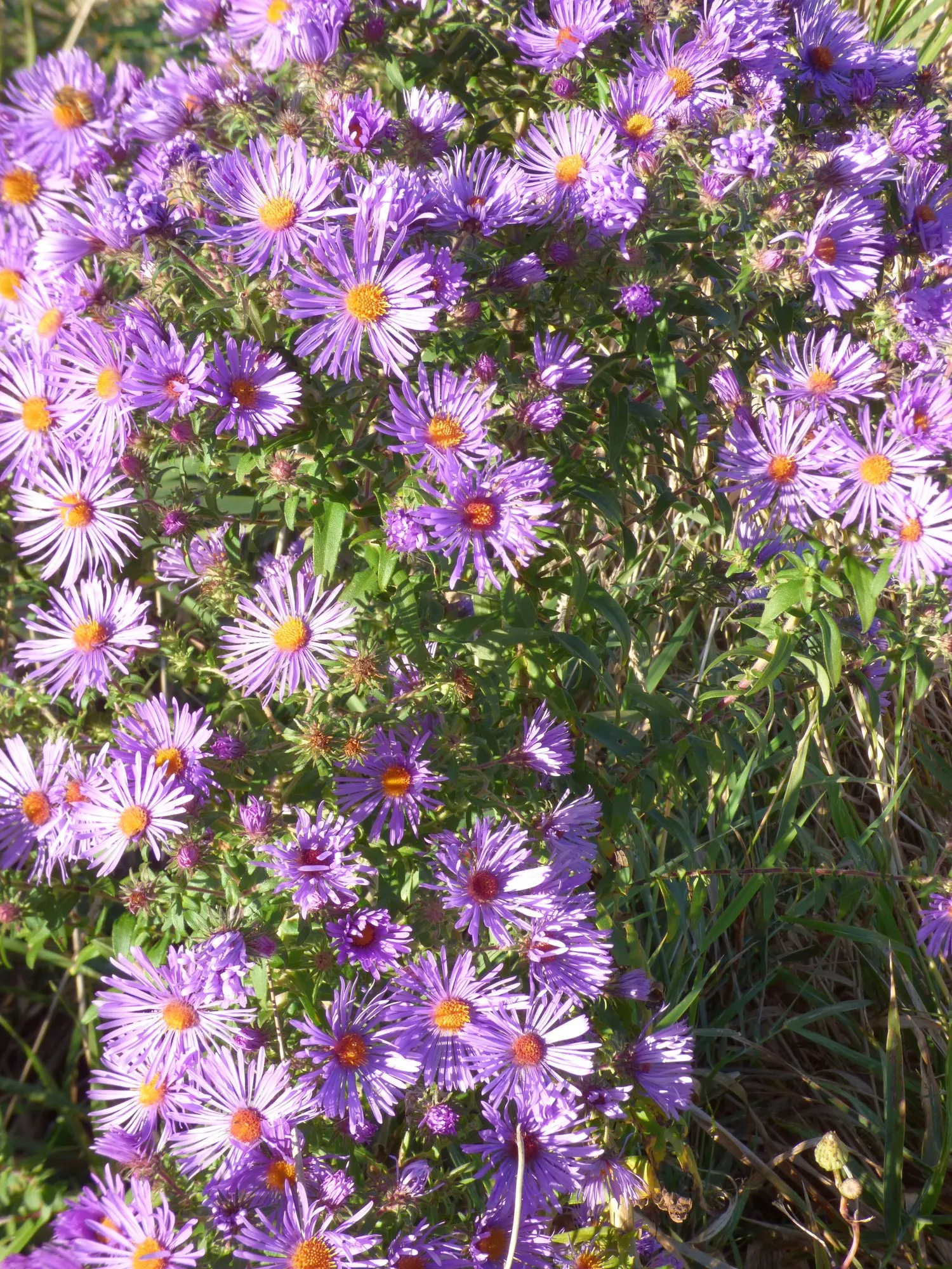 New England Aster (Symphyotrichum novae-angliae 'Purple Delight') — The plant itself reaches an impressive height of 3 to 4 feet with a spread of 1 to 3 feet