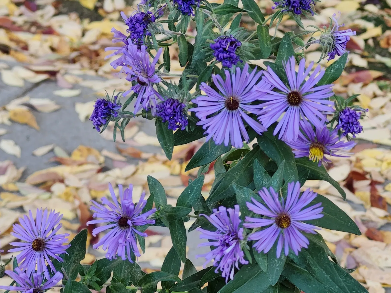 New England Aster (Symphyotrichum novae-angliae 'Purple Delight') — this hardy perennial thrives in full sun and well-drained soil