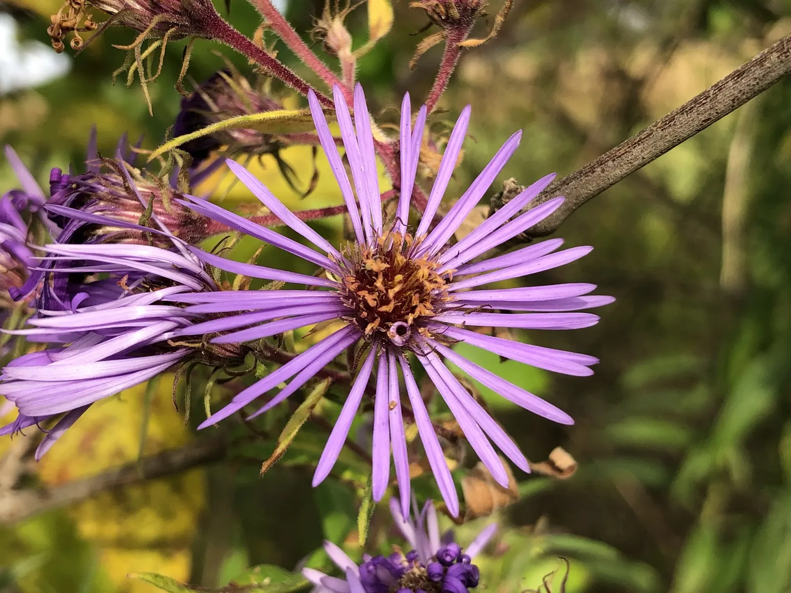 New England Aster (Symphyotrichum novae-angliae 'Purple Delight') — With its bold hues and easy-care nature