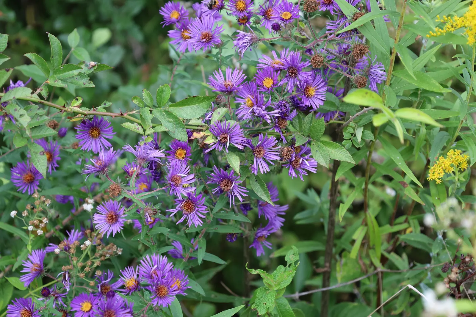 New England Aster (Symphyotrichum novae-angliae 'Purple Delight') — this hardy perennial thrives in full sun and well-drained soil; 'Purple Delight'