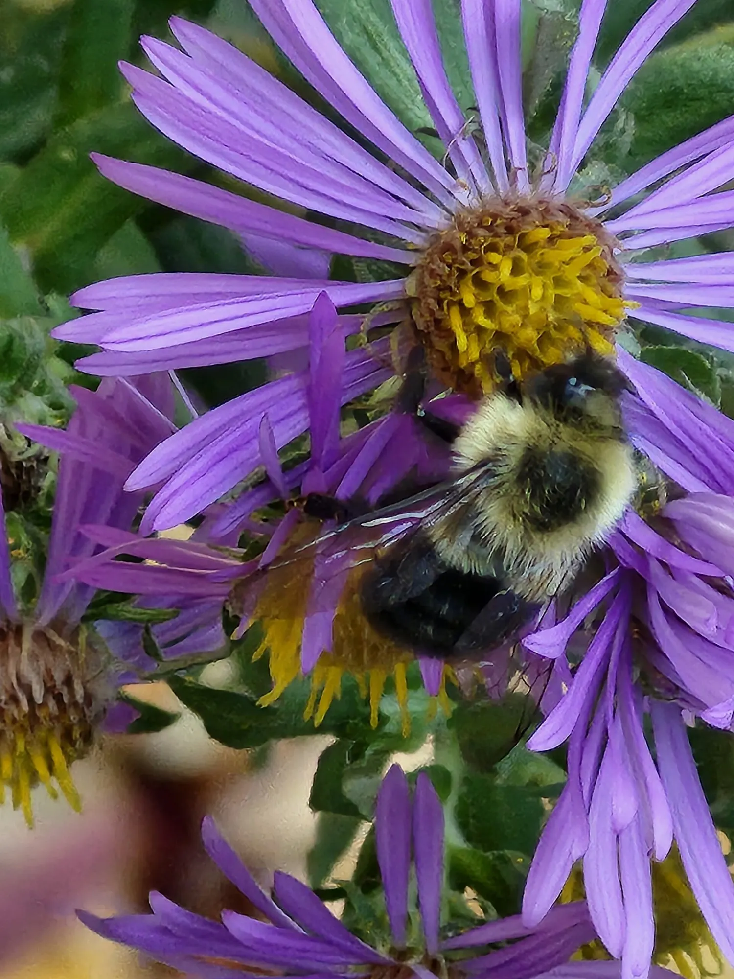 New England Aster (Symphyotrichum novae-angliae 'Purple Delight') — perennial with purple blooms