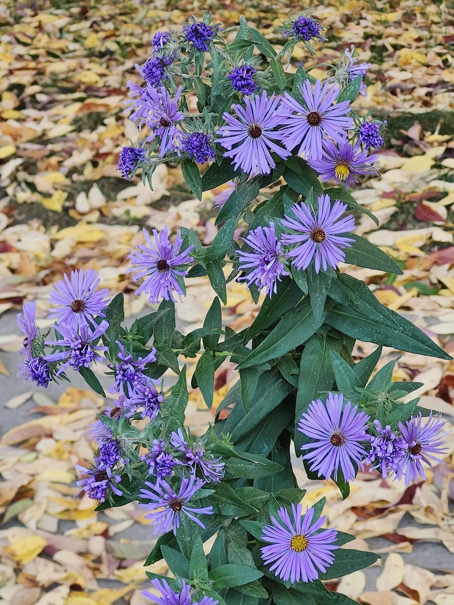 New England Aster (Symphyotrichum novae-angliae 'Purple Delight') — purple flowers in the garden