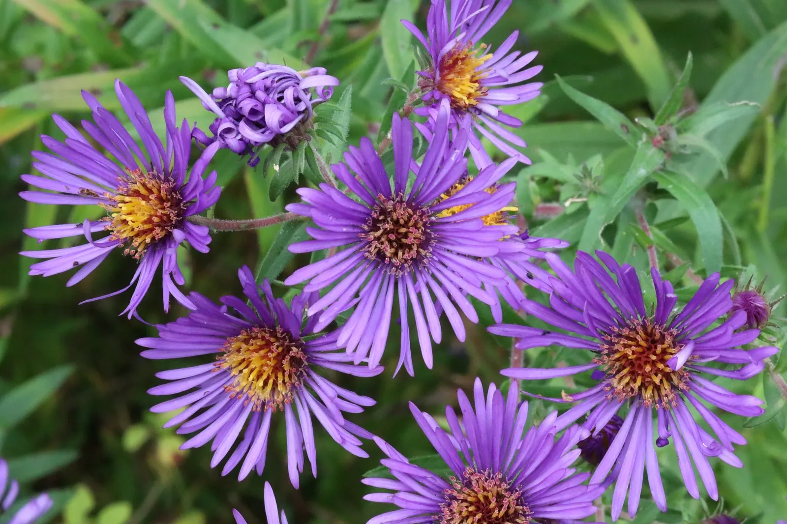 New England Aster (Symphyotrichum novae-angliae 'Purple Delight') — perennial for full