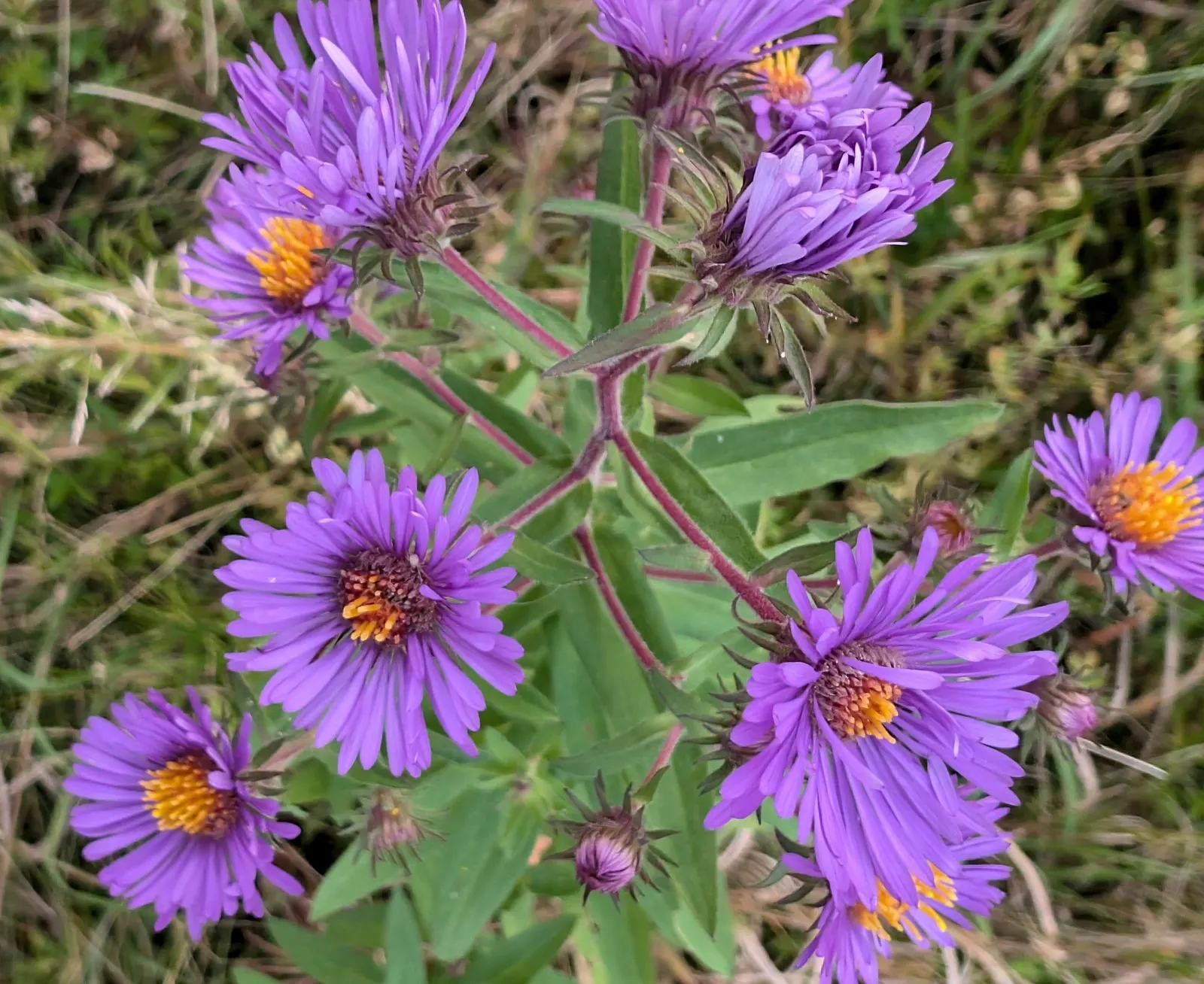 New England Aster (Symphyotrichum novae-angliae 'Purple Delight') — Generally growing 3 to 6 feet tall and 2 to 3 feet wide; distinguished by its lush