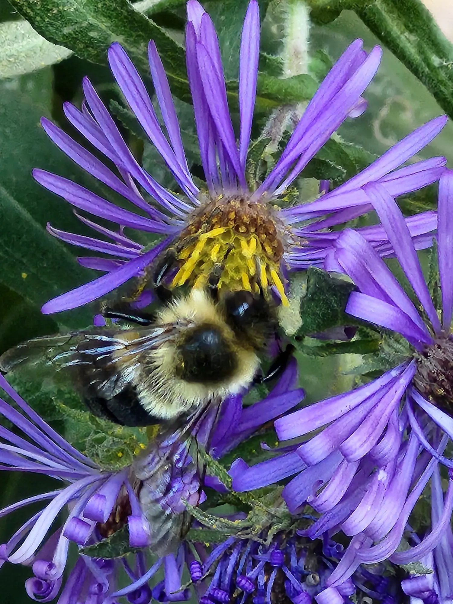 New England Aster (Symphyotrichum novae-angliae 'Purple Delight') — offering ecological benefits and autumnal color to any garden design within USDA zones 4-8