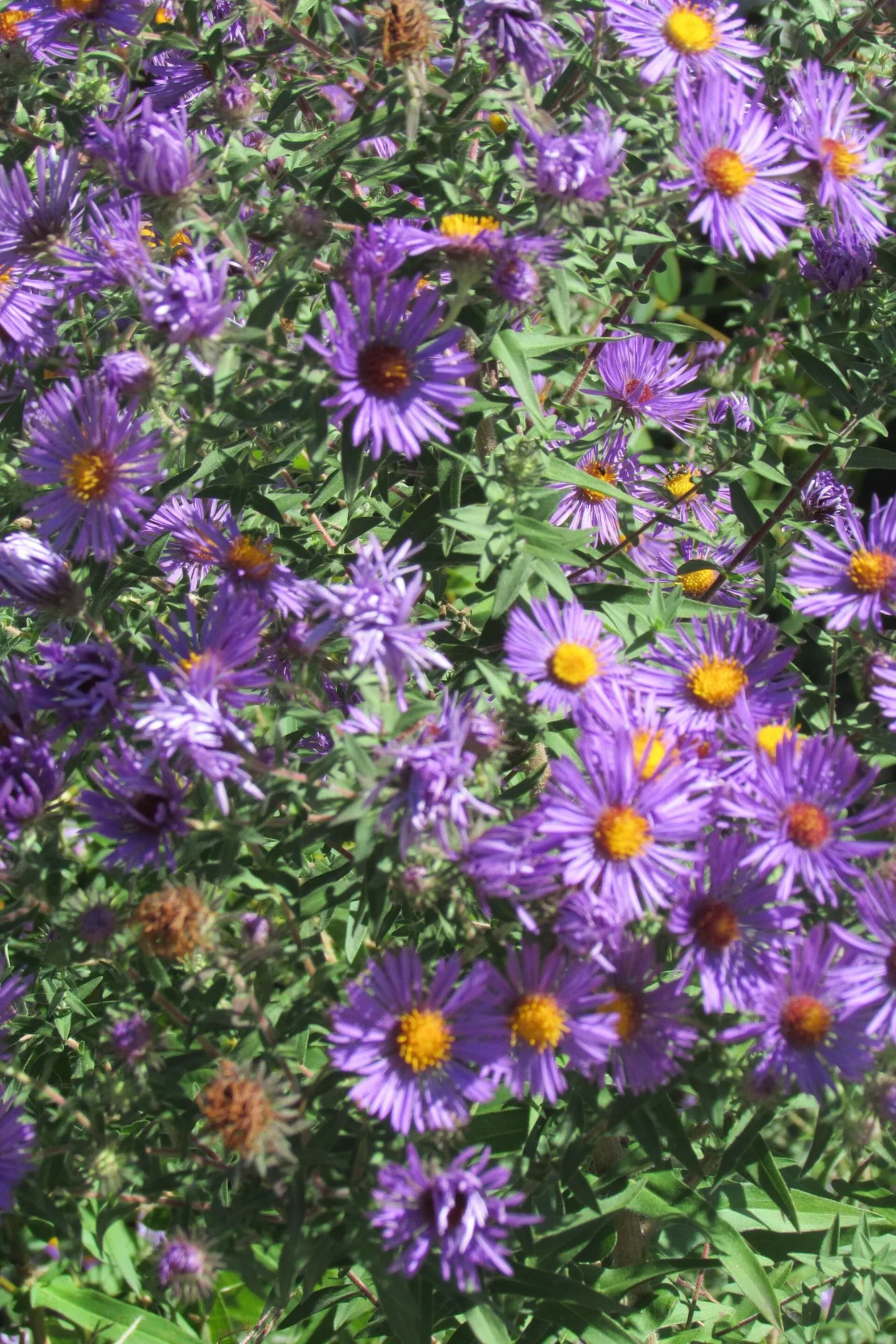 New England Aster (Symphyotrichum novae-angliae 'Purple Delight') — Regular watering will help establish a deep