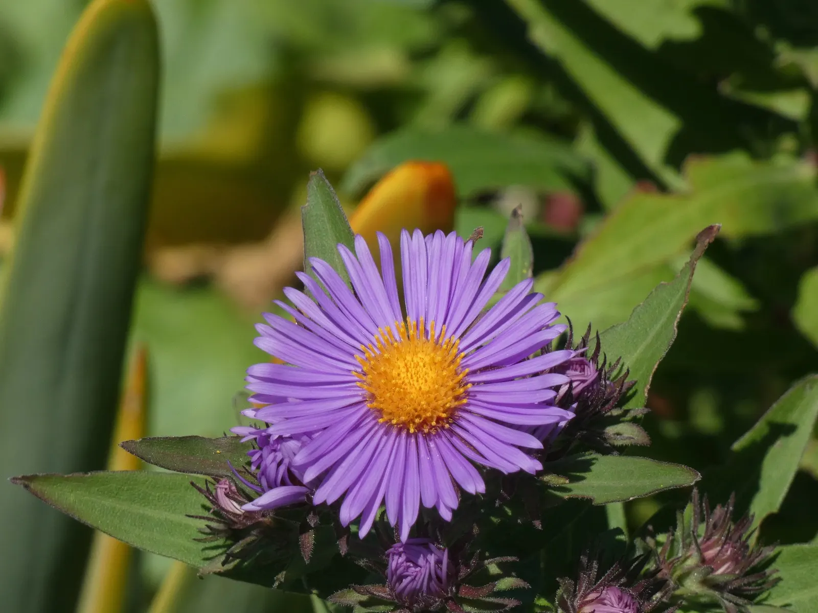 New England Aster (Symphyotrichum novae-angliae 'Purple Delight') — featuring deep purple petals encircling cheery yellow centers
