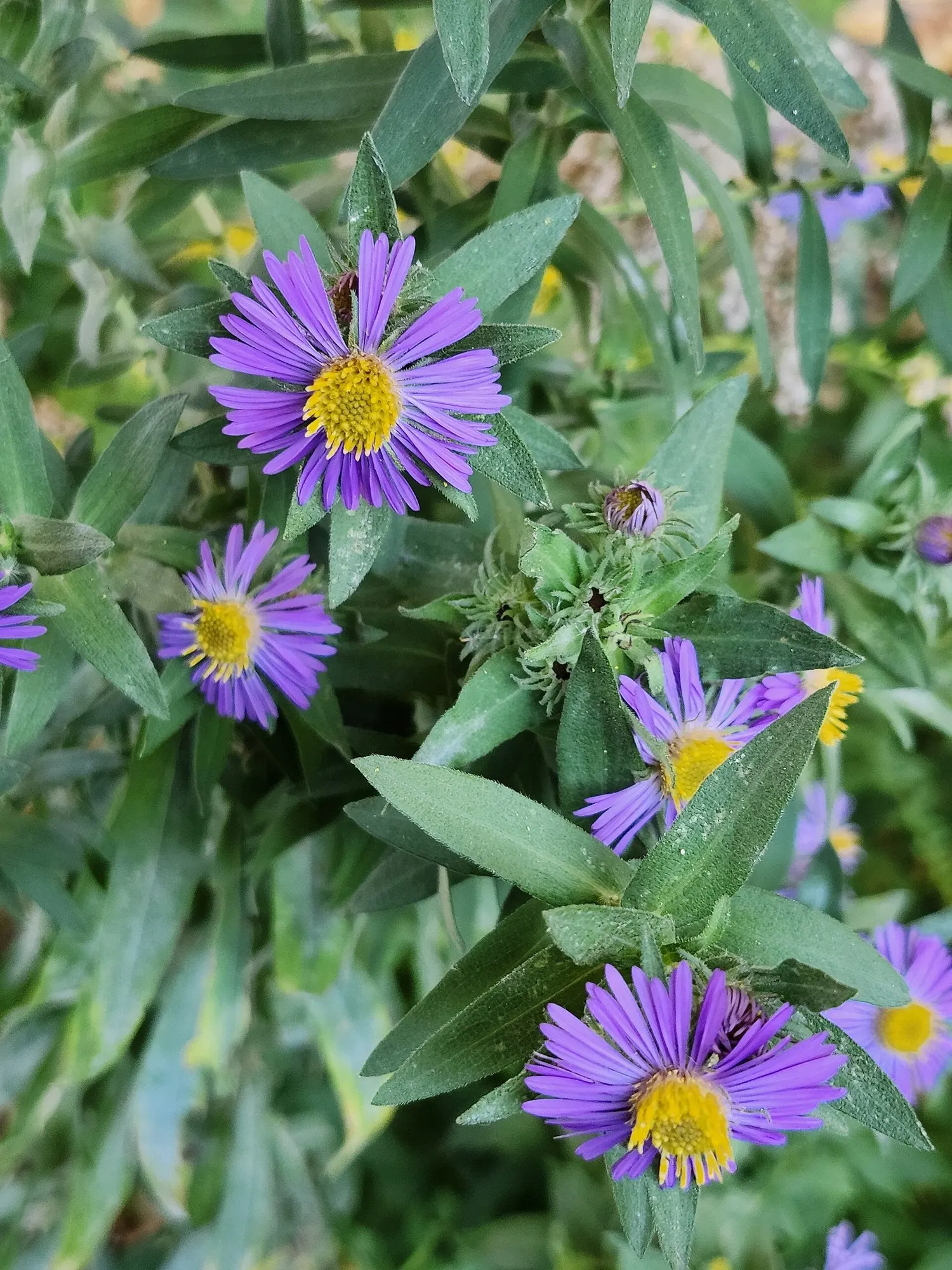 New England Aster (Symphyotrichum novae-angliae 'Purple Delight') — the New England Aster 'Purple Delight' is an unparalleled choice for drawing the eye and