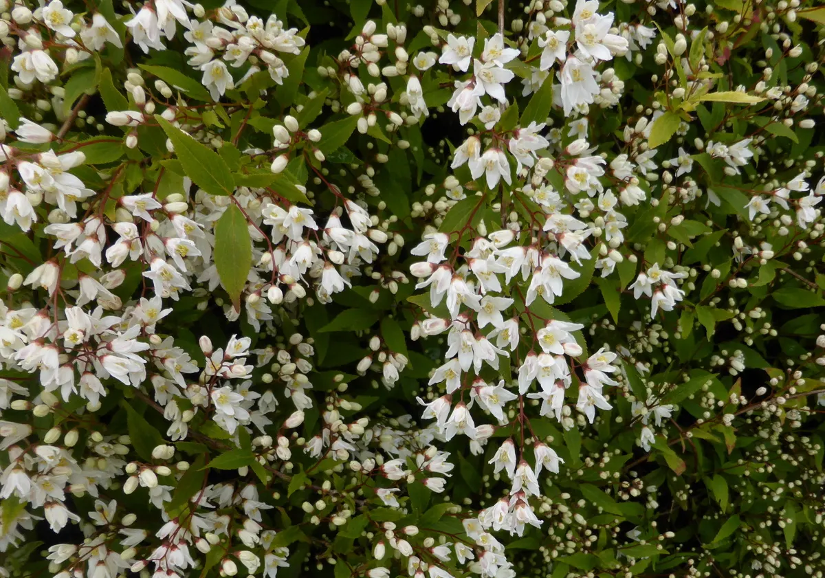 Slender Deutzia (Deutzia Gracilis 'Nikko') — which are about 0.8 inches in diameter