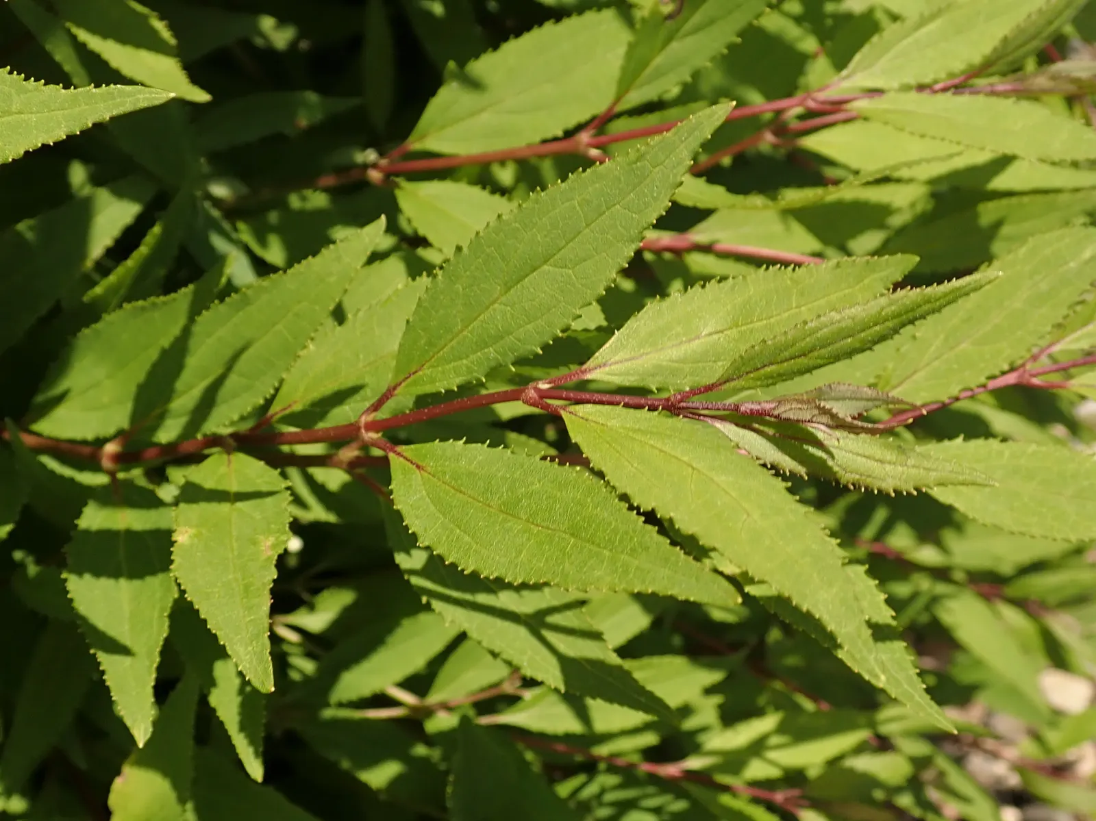 Slender Deutzia (Deutzia Gracilis 'Nikko') — 'Nikko' thrives in full sun to partial shade and is hardy in USDA zones 5 to 8