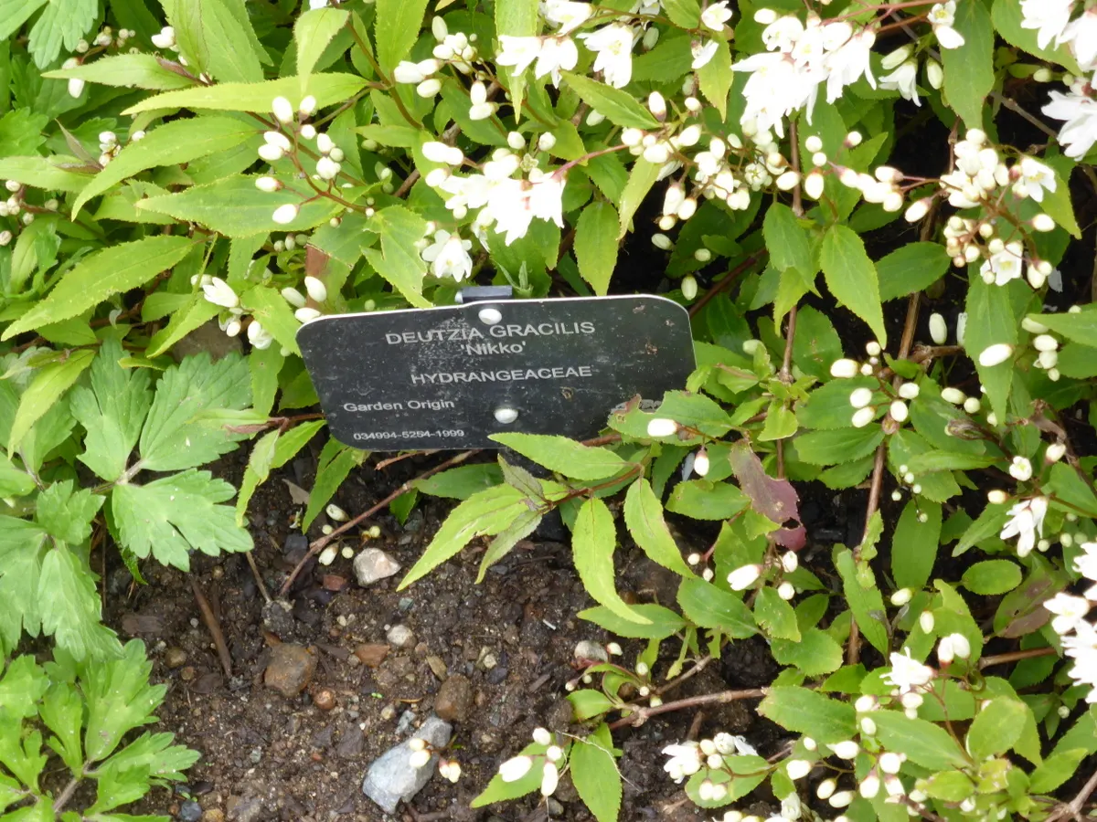 Slender Deutzia (Deutzia Gracilis 'Nikko') — elegantly adorn the slender