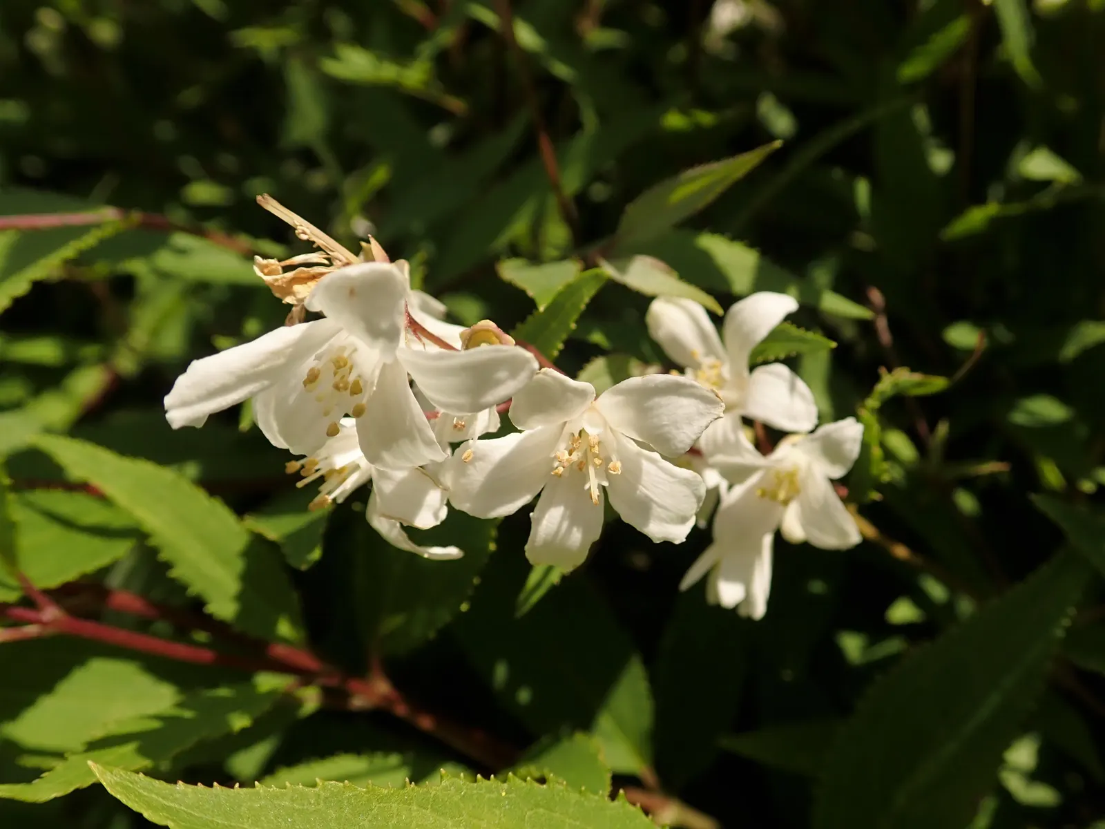 Slender Deutzia (Deutzia Gracilis 'Nikko') — This low-growing cultivar