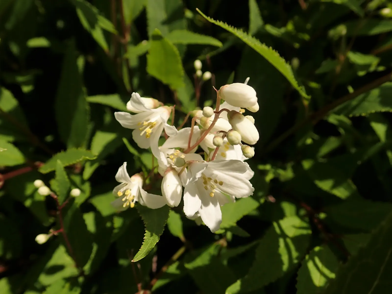Slender Deutzia (Deutzia Gracilis 'Nikko') — This deciduous shrub bursts into a cascade of starry, white blooms in late spring