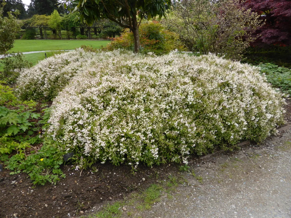 Slender Deutzia (Deutzia Gracilis 'Nikko') — the 'Nikko' variant blooms in late spring to early summer
