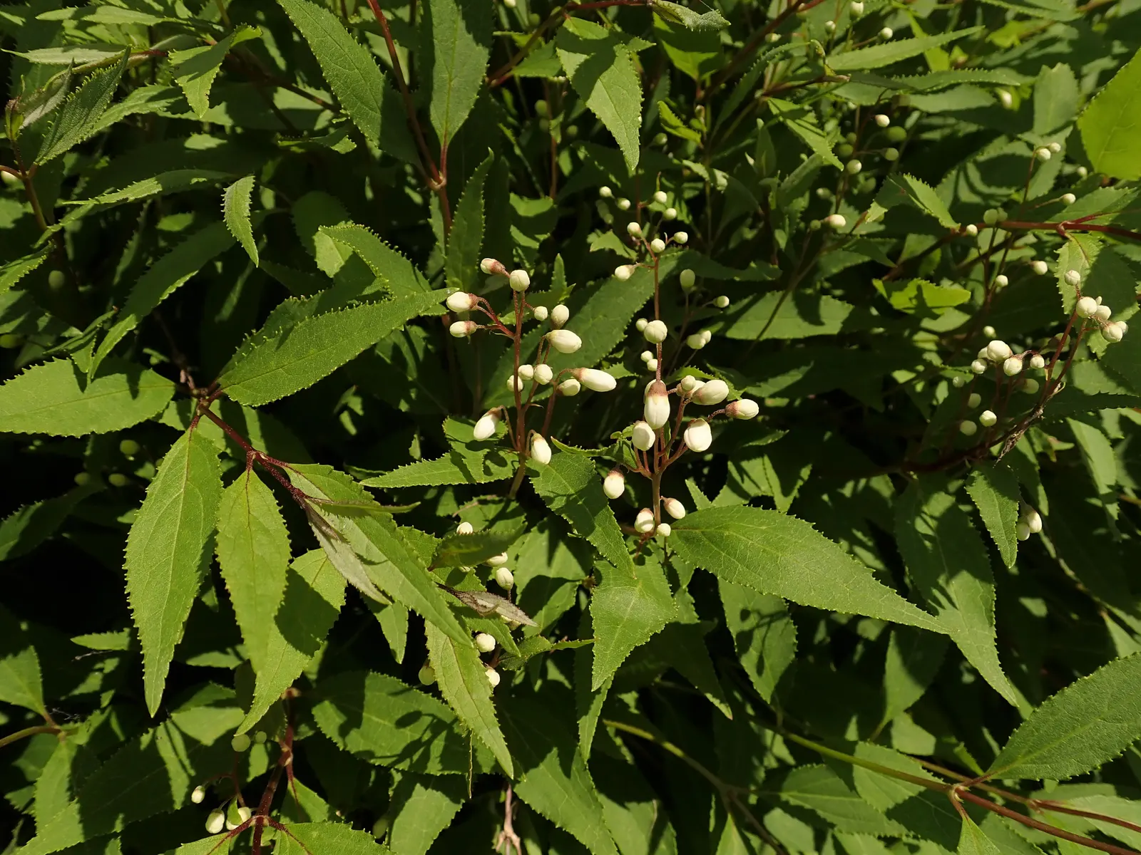 Slender Deutzia (Deutzia Gracilis 'Nikko') — mounded growth habit reaching up to 2 feet high with a spread of up to 5 feet