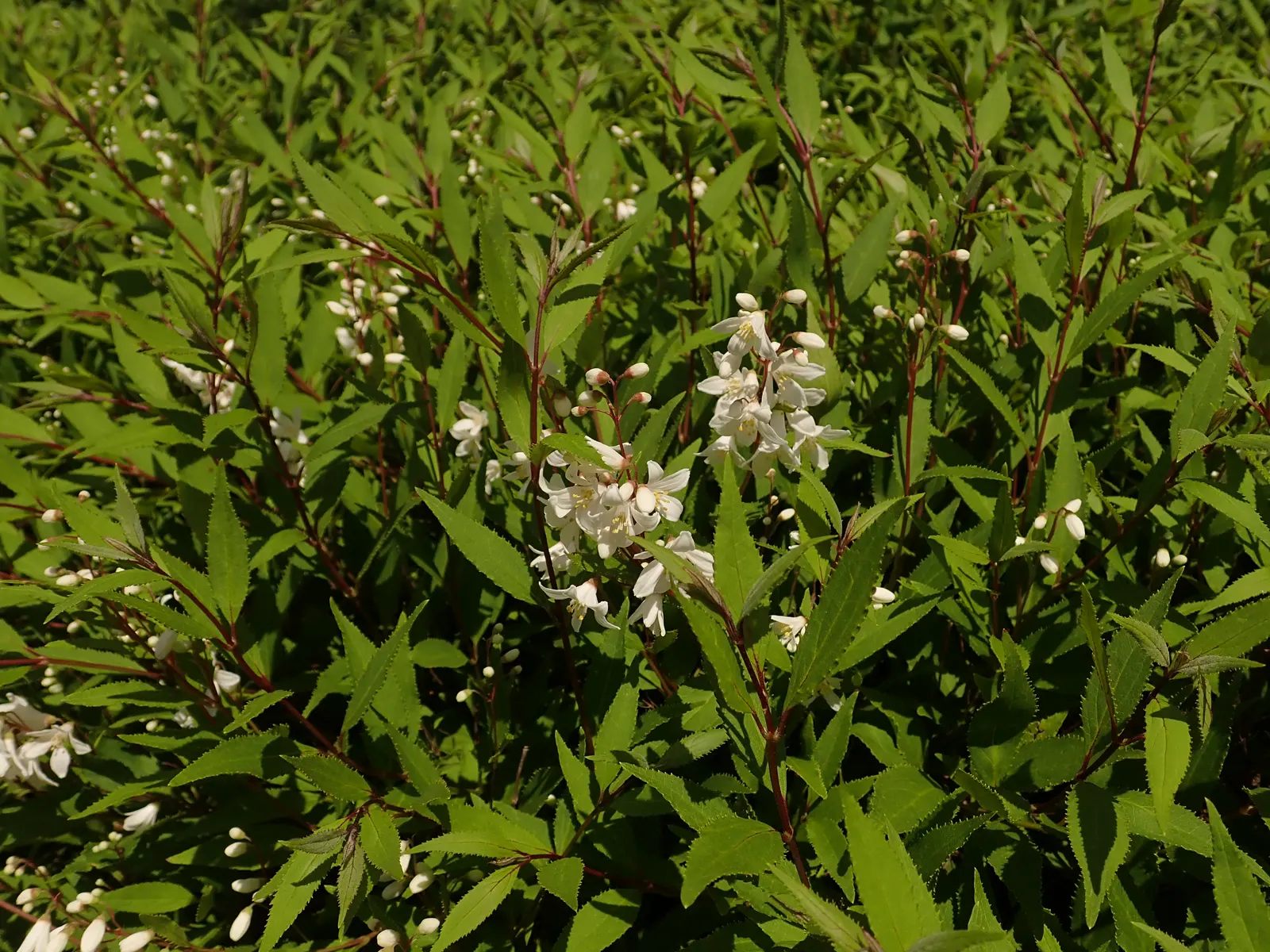 Slender Deutzia (Deutzia Gracilis 'Nikko') — With small, lance-shaped leaves, it presents vivid fall colors and suits borders or groundcover