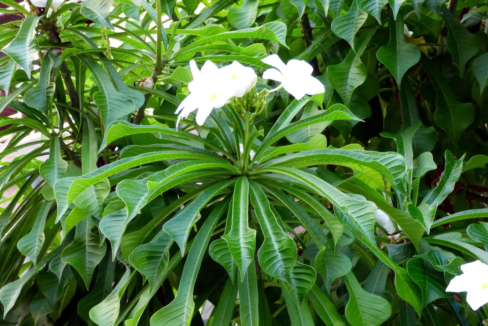Bridal Bouquet Frangipani (Plumeria Acuminata 'Bridal Bouquet') — Plumeria acuminata 'Bridal Bouquet' is a captivating tropical shrub