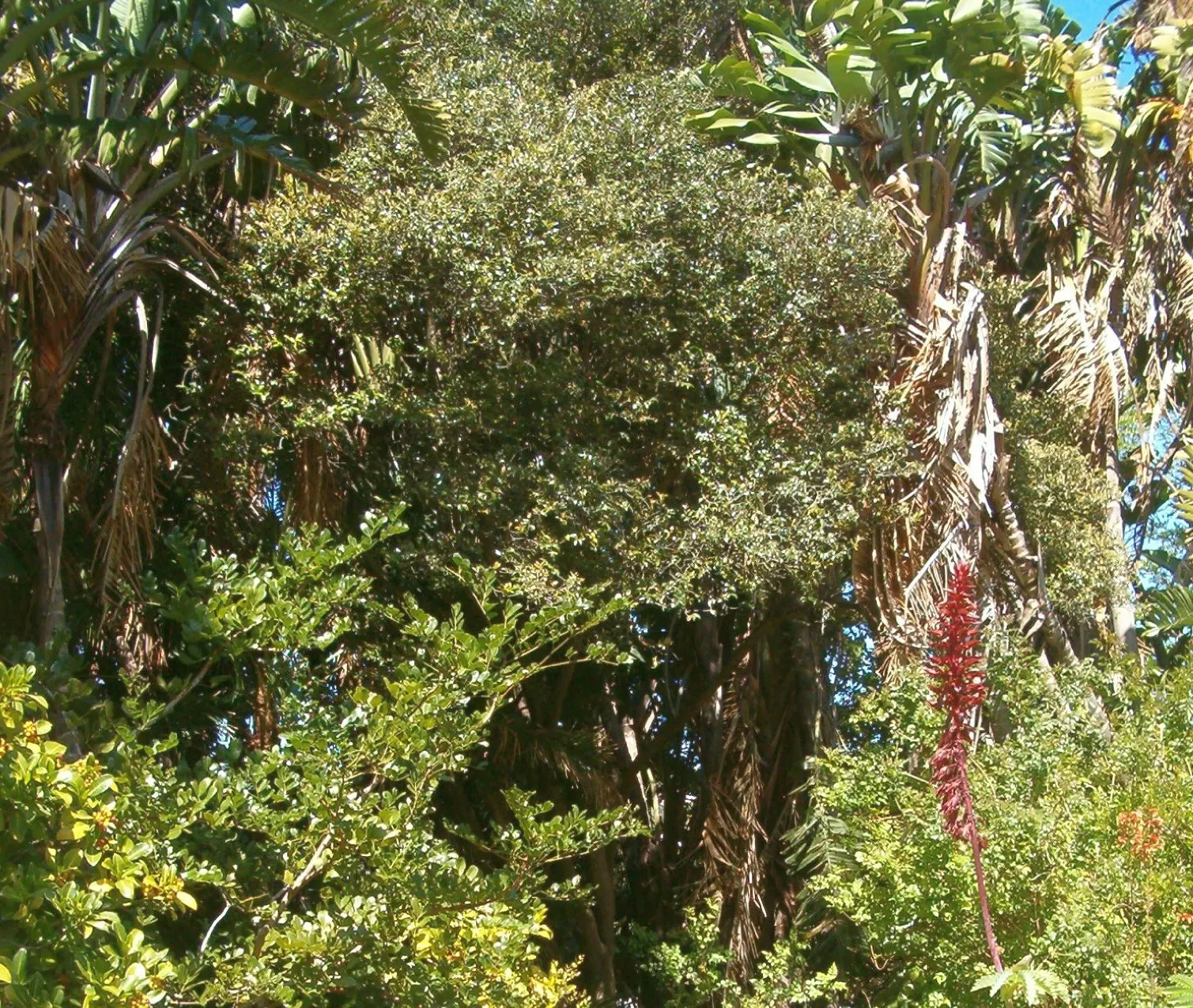 Giant White Bird Of Paradise (Strelitzia Nicolai) — it is crucial to allow ample space for the plant to expand and reach maturity, image 104