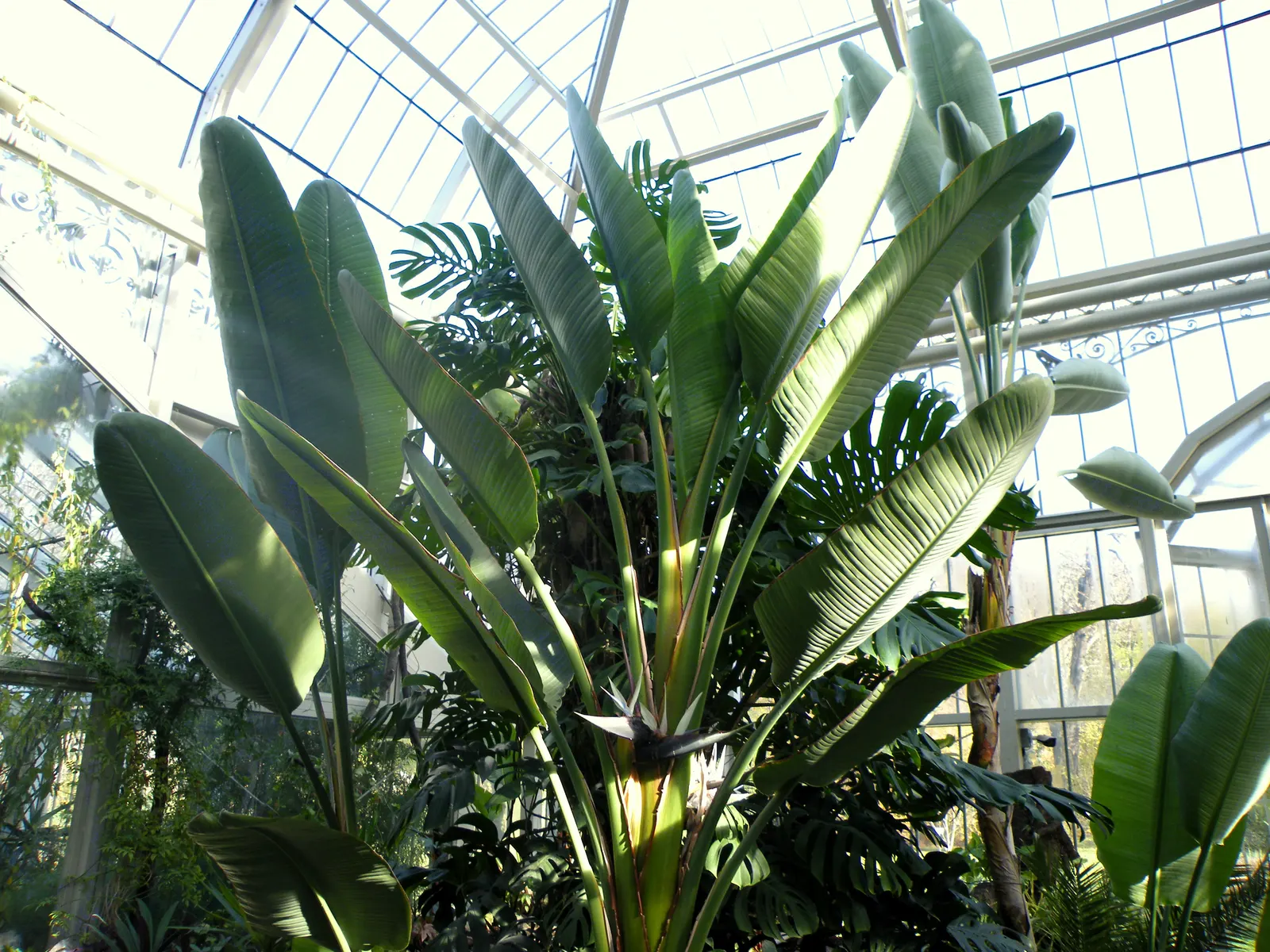 Giant White Bird Of Paradise (Strelitzia Nicolai) — This makes the plant a striking focal point in any landscape design; shrub / tree with white blooms