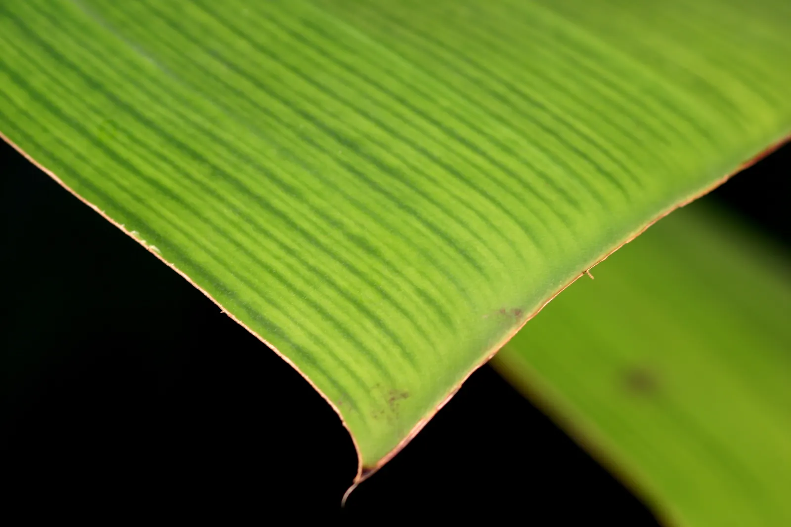 Giant White Bird Of Paradise (Strelitzia Nicolai) — white flowers in the garden; the Giant White Bird of Paradise presents a robust silhouette, image 106