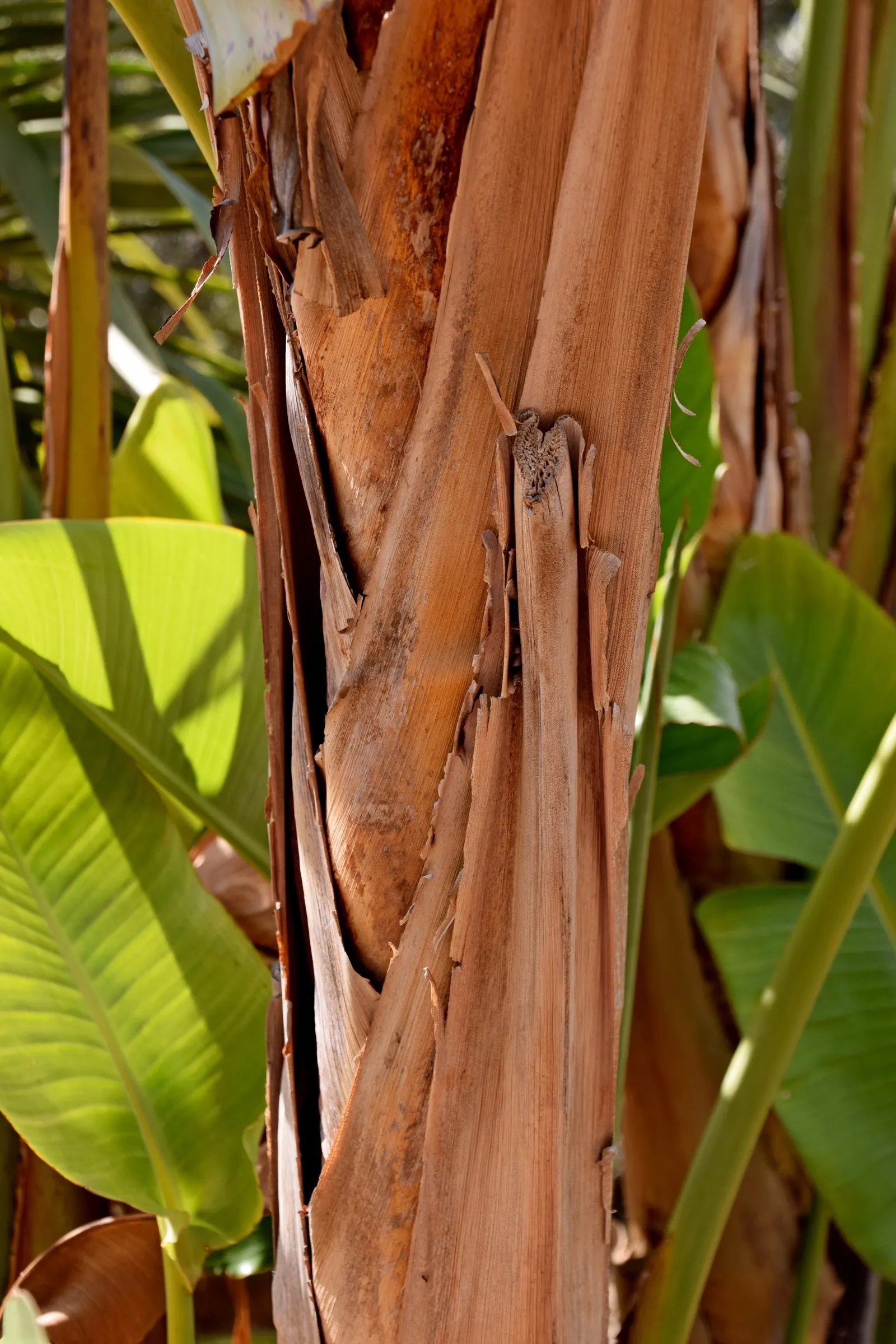 Giant White Bird Of Paradise (Strelitzia Nicolai) — making it an impressive focal point, image 113