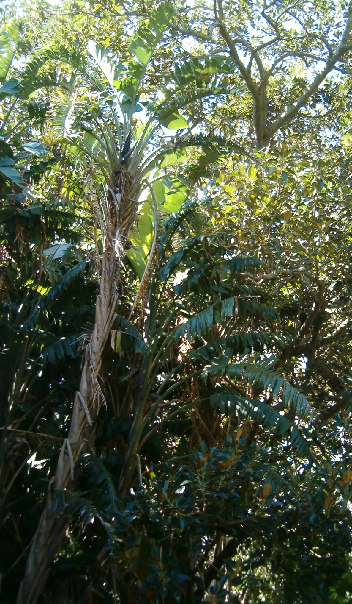 Giant White Bird Of Paradise (Strelitzia Nicolai) — relaxed feel to the plant's visual presentation.<br><br>Characterized by its arresting, image 122