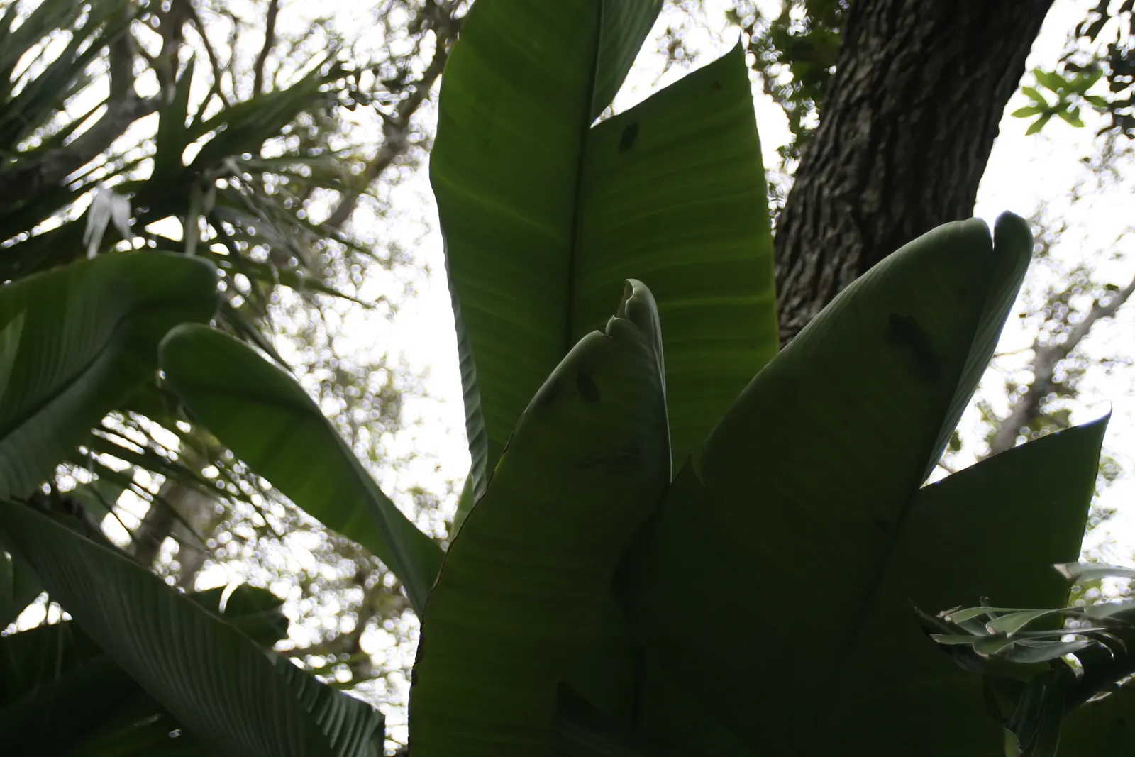 Giant White Bird Of Paradise (Strelitzia Nicolai) — particularly suitable for large open spaces that allow for its full development.<br><br>Adorned, image 63