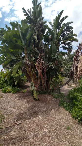 Giant White Bird Of Paradise (Strelitzia Nicolai) — Moreover, due to its size, consider the plant's shading impact on the surrounding flora