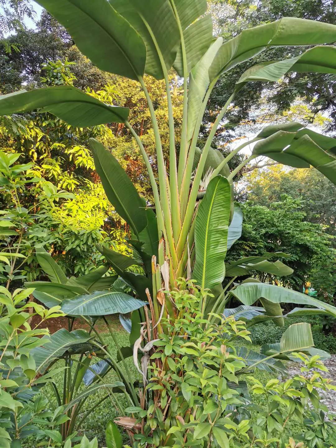 Giant White Bird Of Paradise (Strelitzia Nicolai) — Though blooms are more rarely seen in cooler regions; this makes the plant a striking focal point in any
