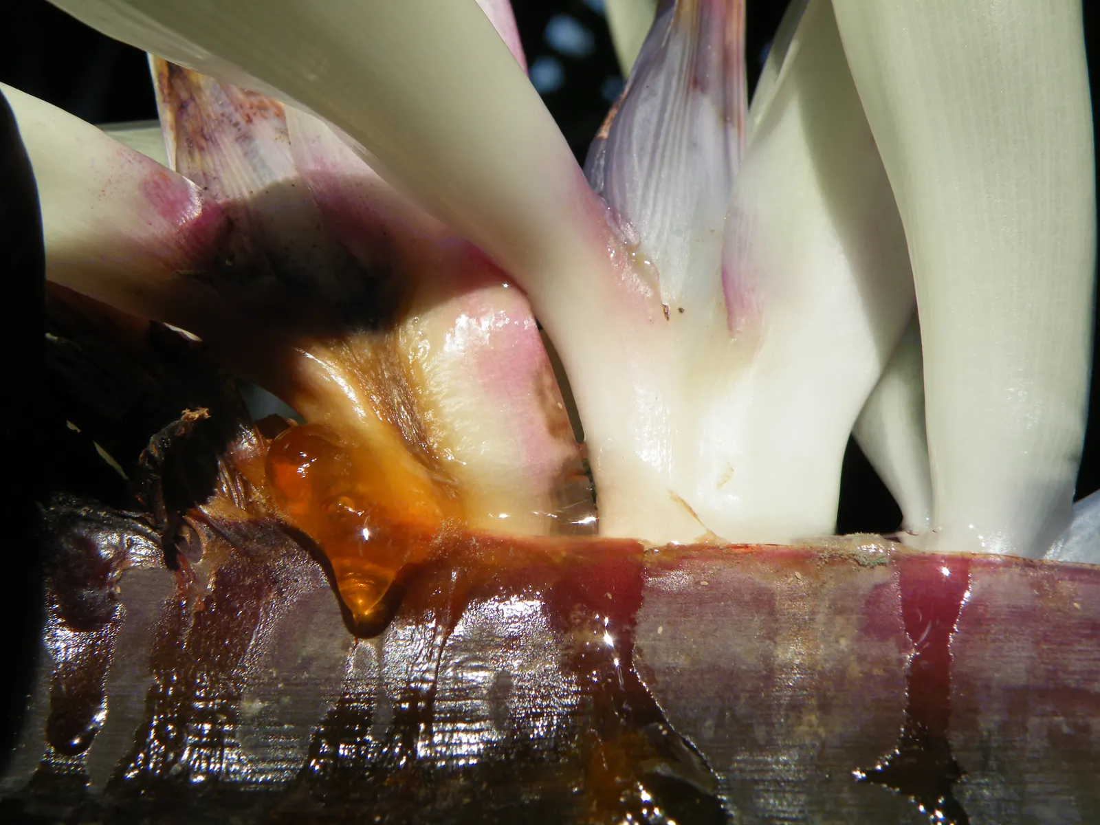 Giant White Bird Of Paradise (Strelitzia Nicolai) — The Giant White Bird of Paradise, or Strelitzia nicolai, is an imposing, tropical plant native, image 33
