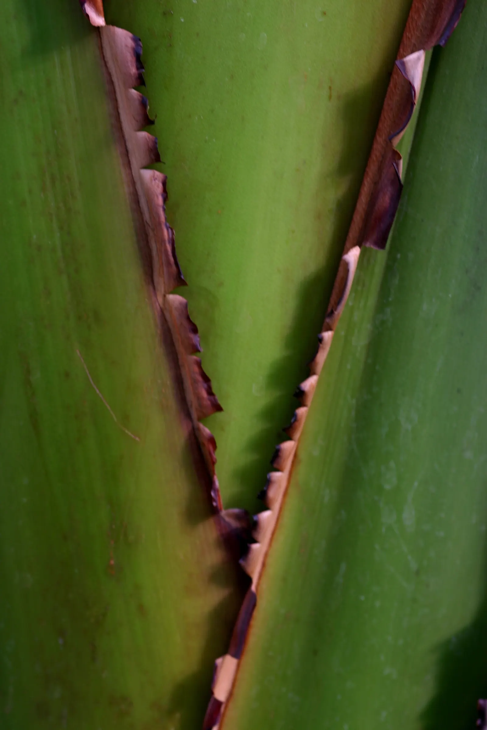 Giant White Bird Of Paradise (Strelitzia Nicolai) — Strelitzia nicolai blooms with white and blue petals that emerge from a purplish bract; while, image 123