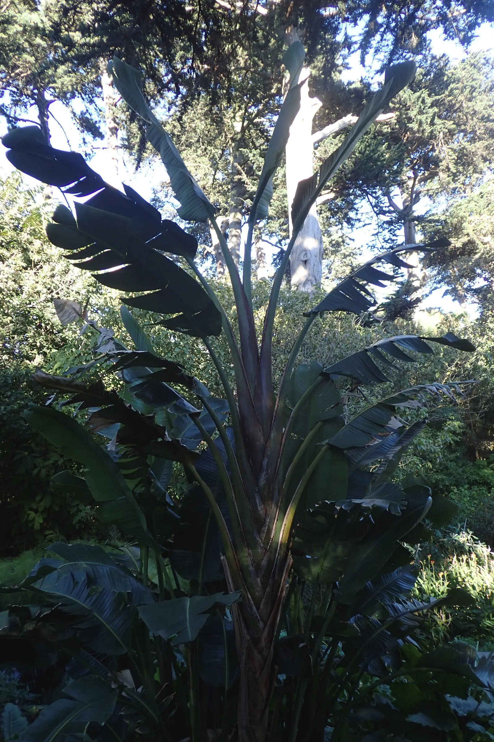 Giant White Bird Of Paradise (Strelitzia Nicolai) — particularly suitable for large open spaces that allow for its full development.<br><br>Adorned with broad