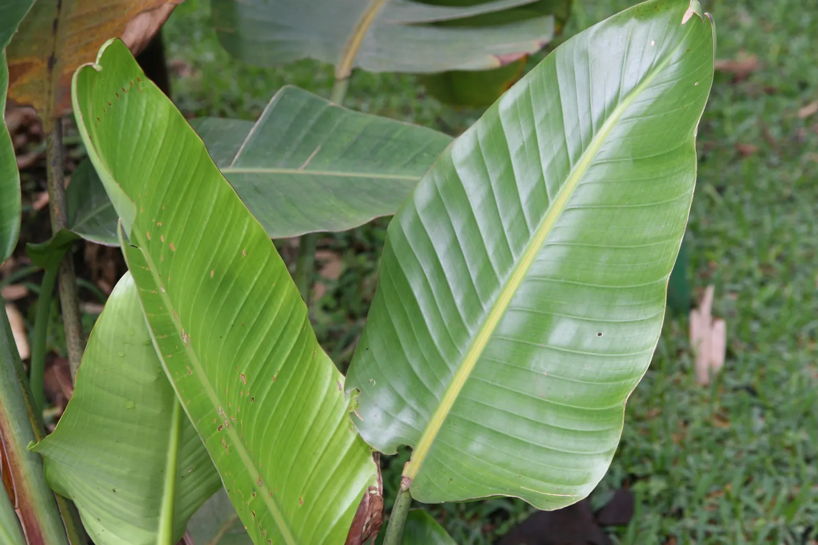 Giant White Bird Of Paradise (Strelitzia Nicolai) — making it an impressive focal point, image 32
