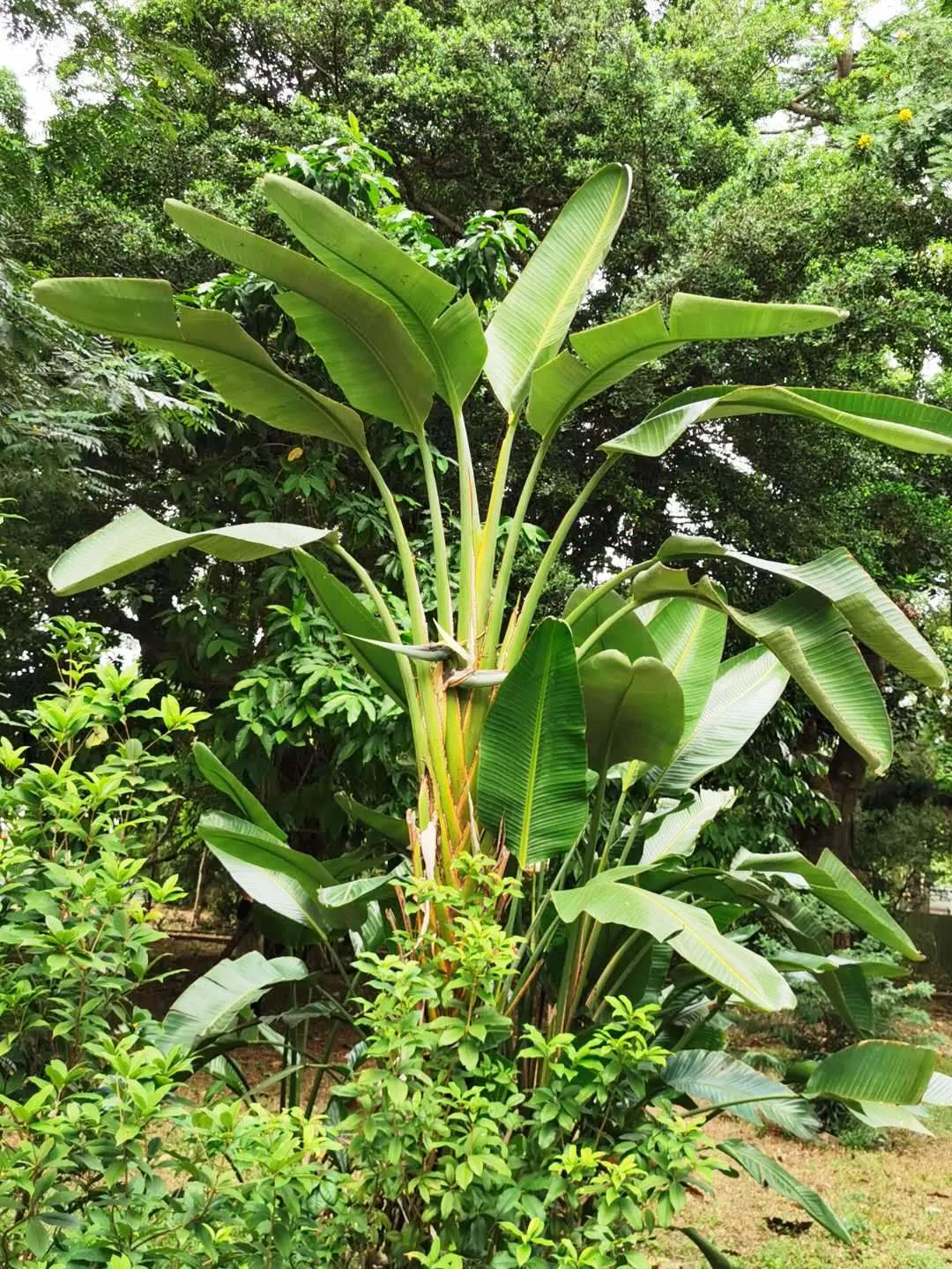 Giant White Bird Of Paradise (Strelitzia Nicolai) — This makes the plant a striking focal point in any landscape design; shrub / tree with white, image 89