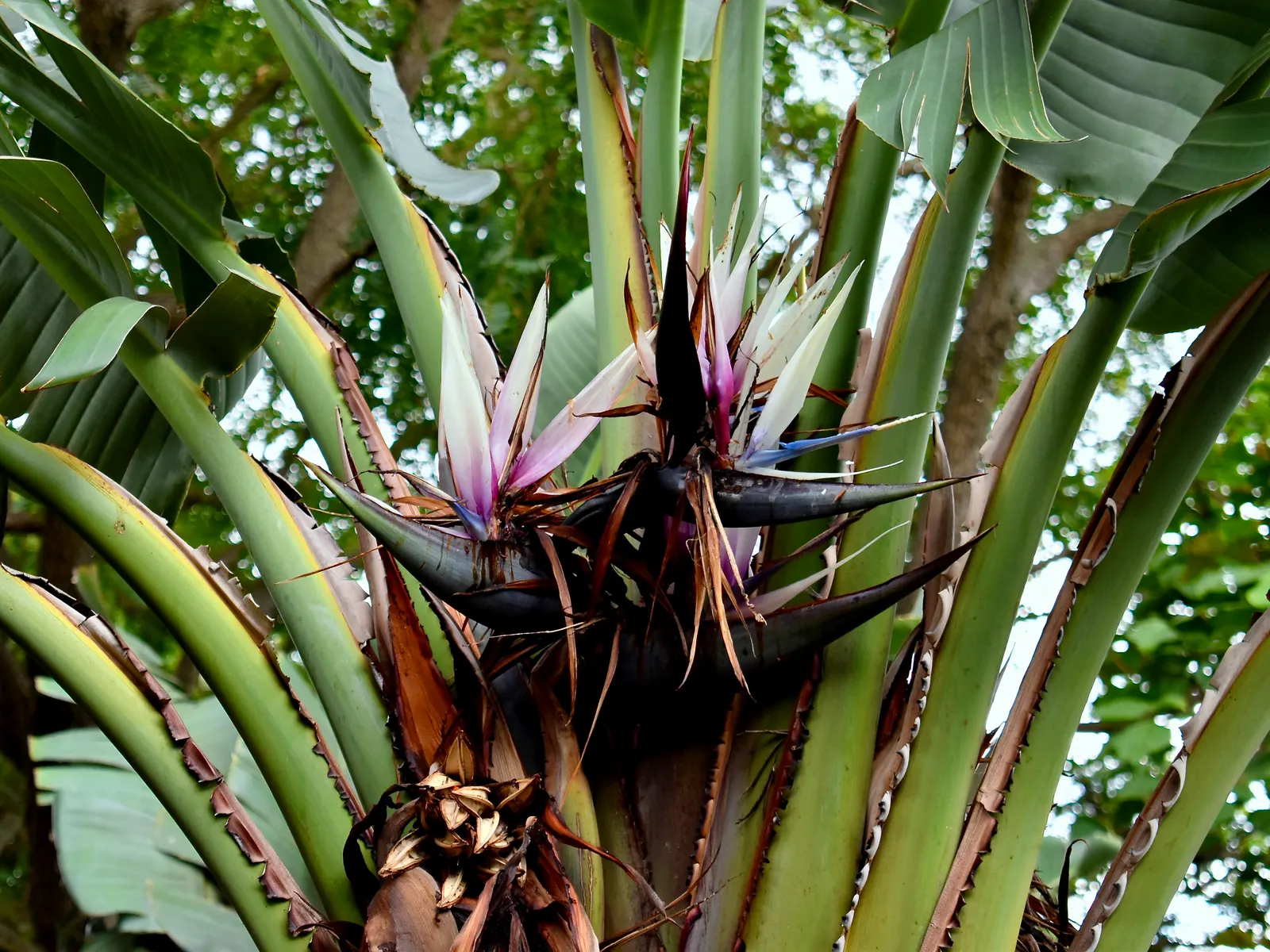 Giant White Bird Of Paradise (Strelitzia Nicolai) — Its striking blue and white flowers resemble an exotic bird, offering a tropical flair; the, image 56