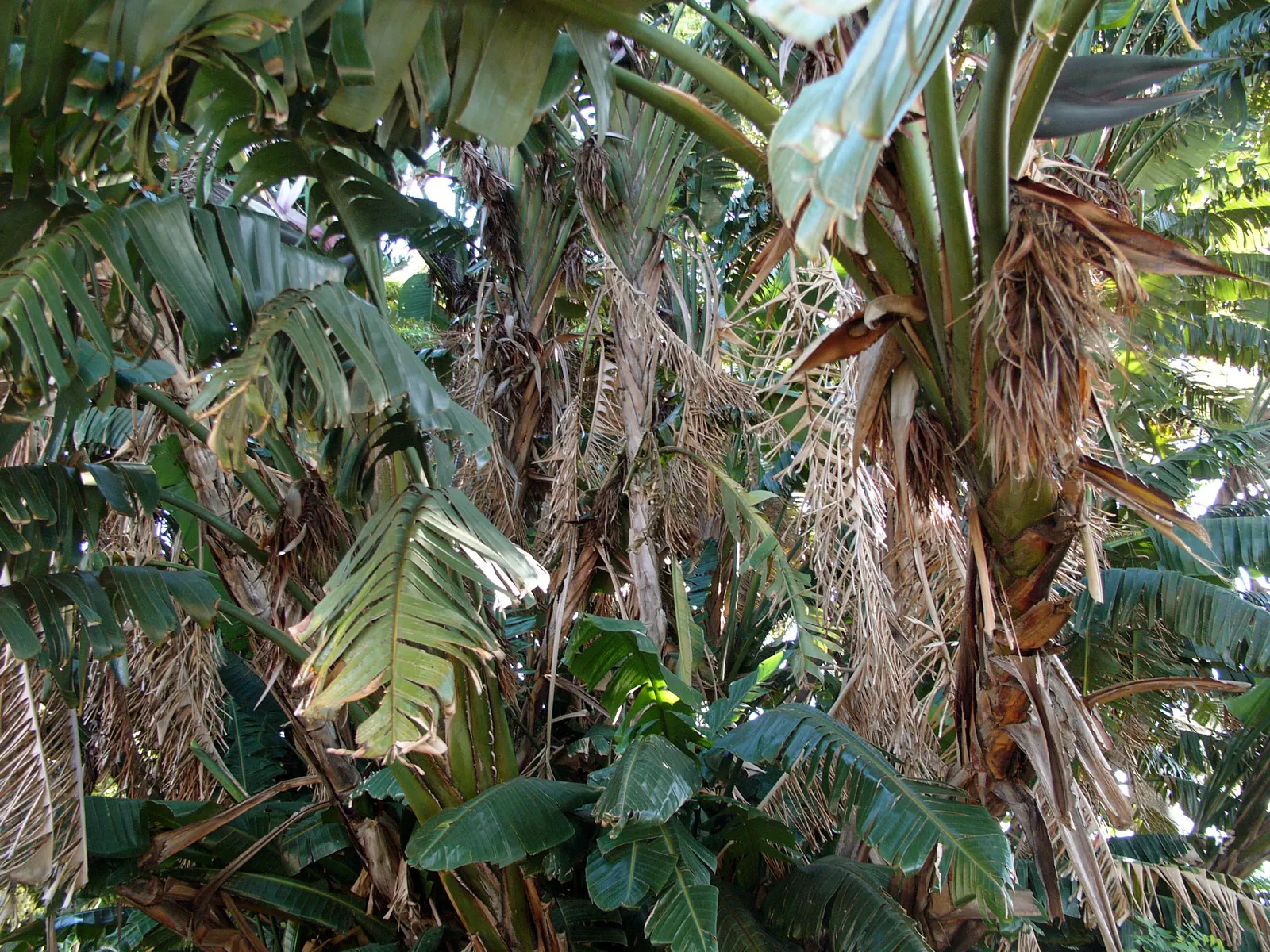 Giant White Bird Of Paradise (Strelitzia Nicolai) — shrub / tree with white blooms