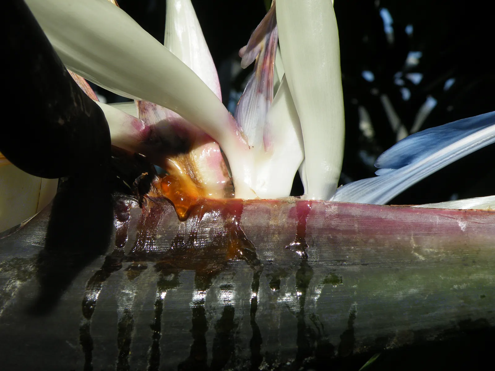 Giant White Bird Of Paradise (Strelitzia Nicolai) — relaxed feel to the plant's visual presentation.<br><br>Characterized by its arresting inflorescence