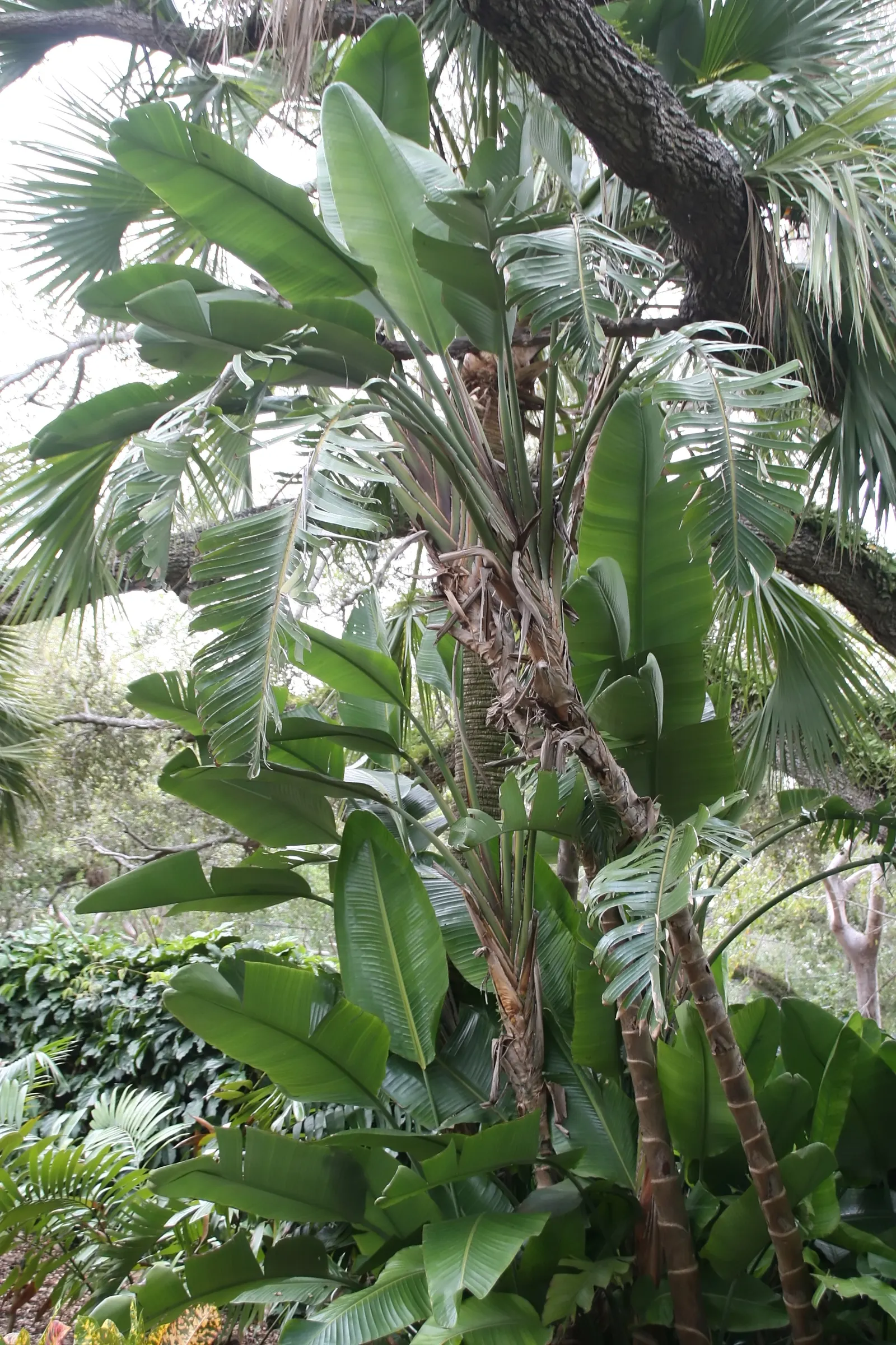 Giant White Bird Of Paradise (Strelitzia Nicolai) — While it is relatively drought-tolerant once established, moderate watering supports optimal, image 102