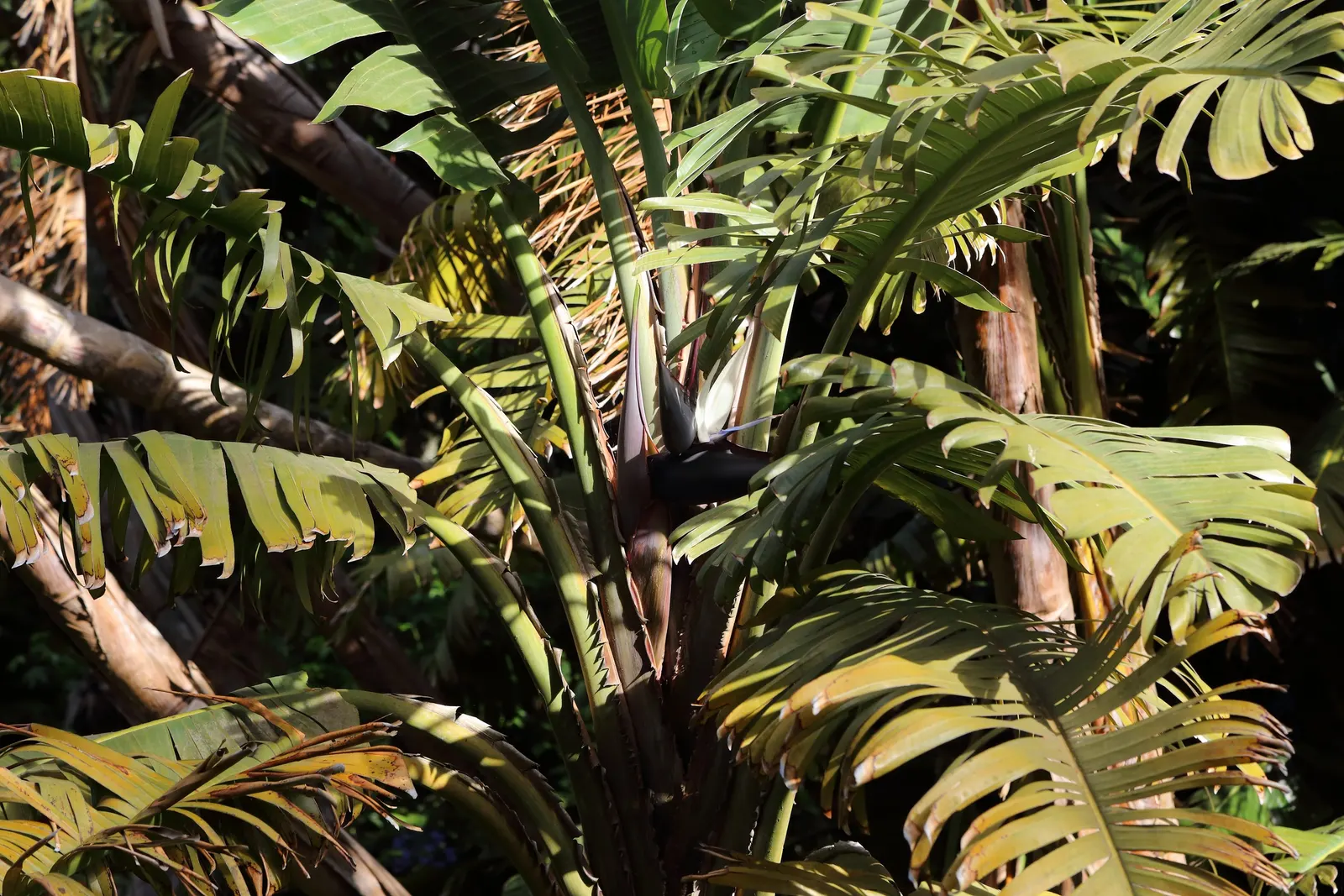 Giant White Bird Of Paradise (Strelitzia Nicolai) — Strelitzia nicolai blooms with white and blue petals that emerge from a purplish bract; while, image 69