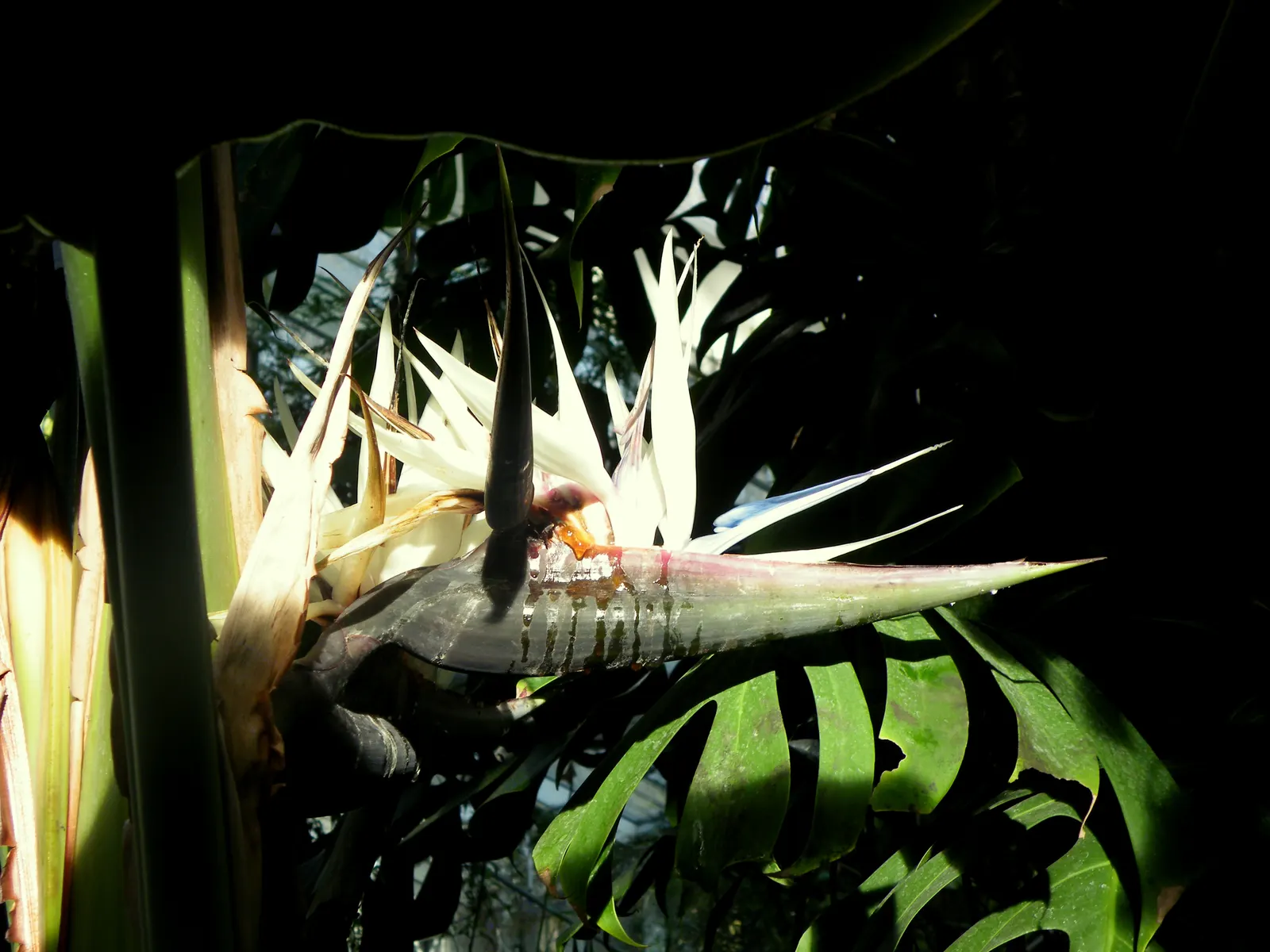 Giant White Bird Of Paradise (Strelitzia Nicolai) — Its grand stature can reach a height of up to 20 feet or more, with a spread of 6 to 10 feet; typically in