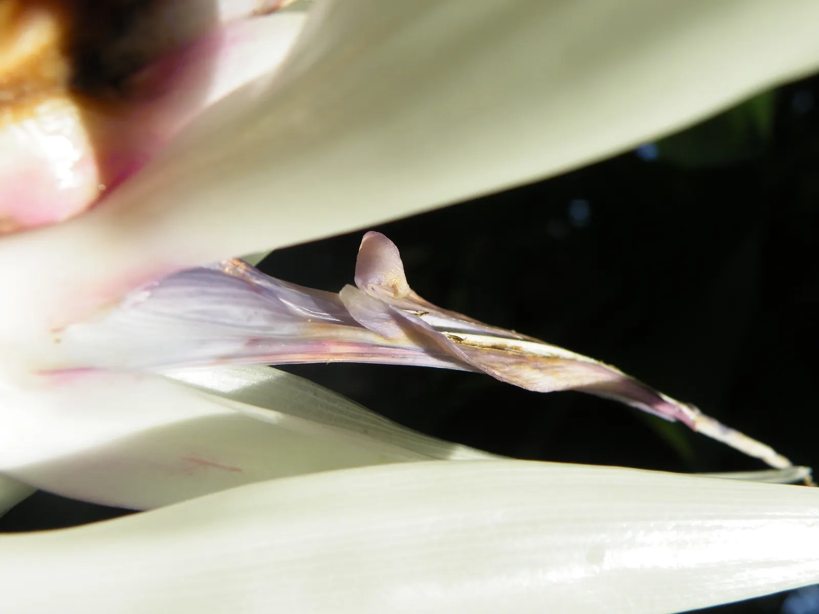 Giant White Bird Of Paradise (Strelitzia Nicolai) — they are quite the spectacle when they appear; strelitzia nicolai blooms with white and blue, image 72