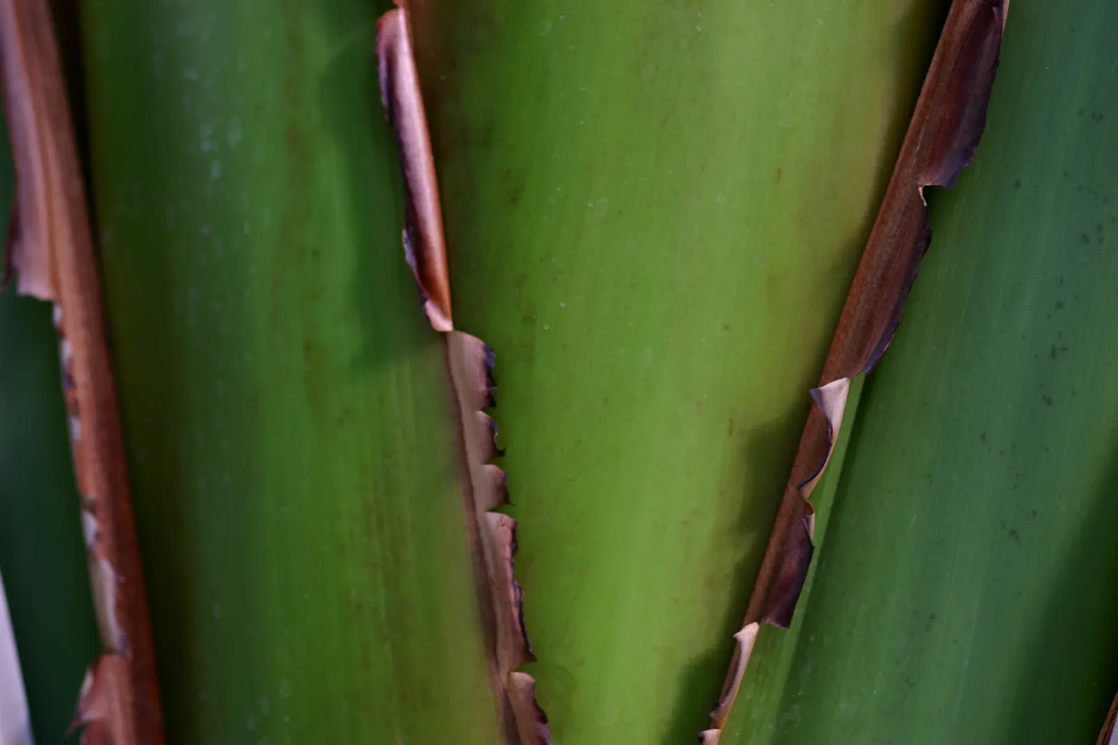 Giant White Bird Of Paradise (Strelitzia Nicolai) — Though blooms are more rarely seen in cooler regions; this makes the plant a striking focal, image 125