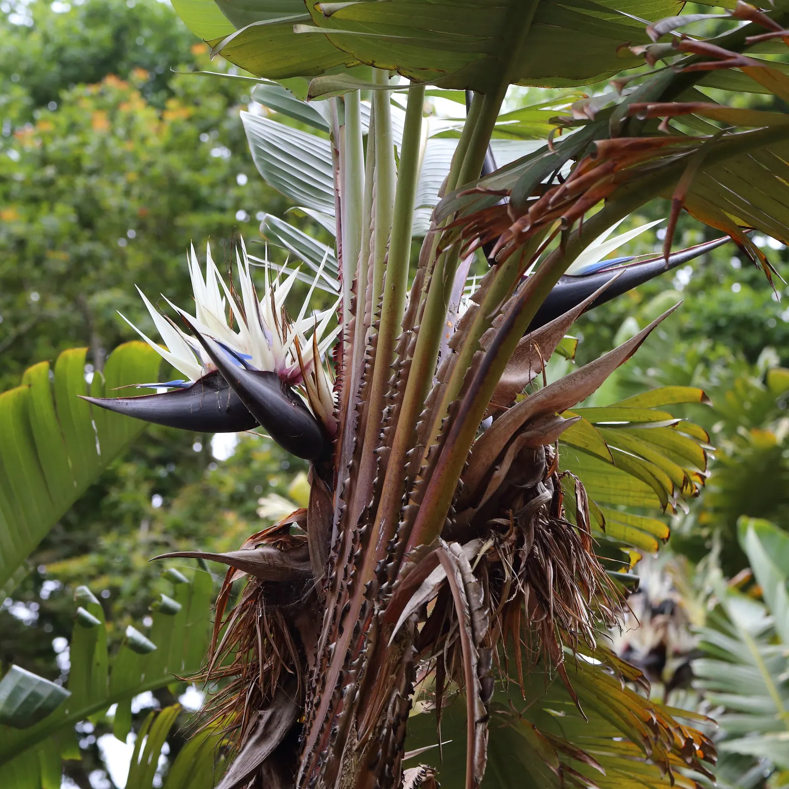 Giant White Bird Of Paradise (Strelitzia Nicolai) — making it an impressive focal point, image 59