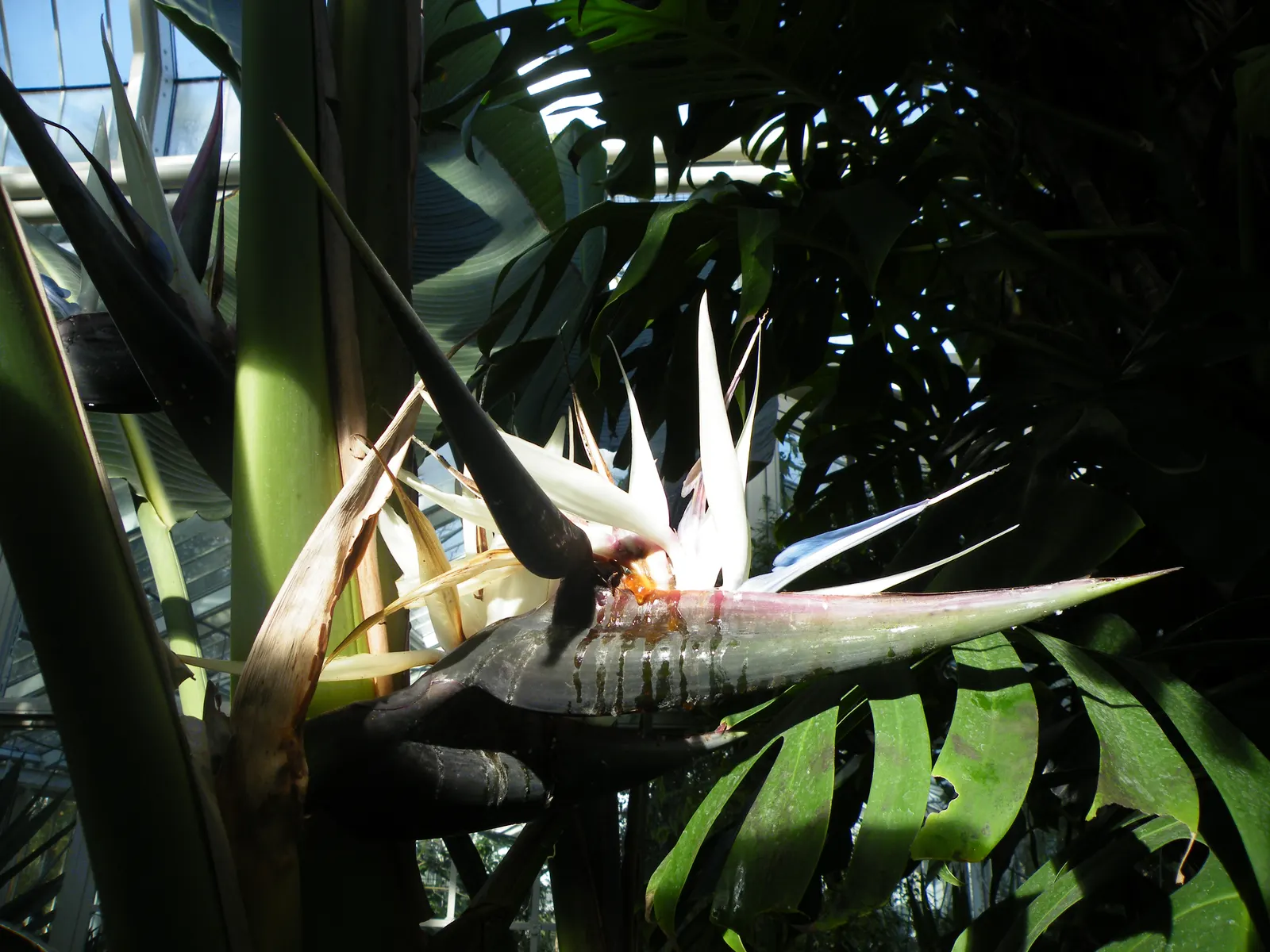 Giant White Bird Of Paradise (Strelitzia Nicolai) — the Giant White Bird of Paradise presents a robust silhouette; they split from wind and, image 64